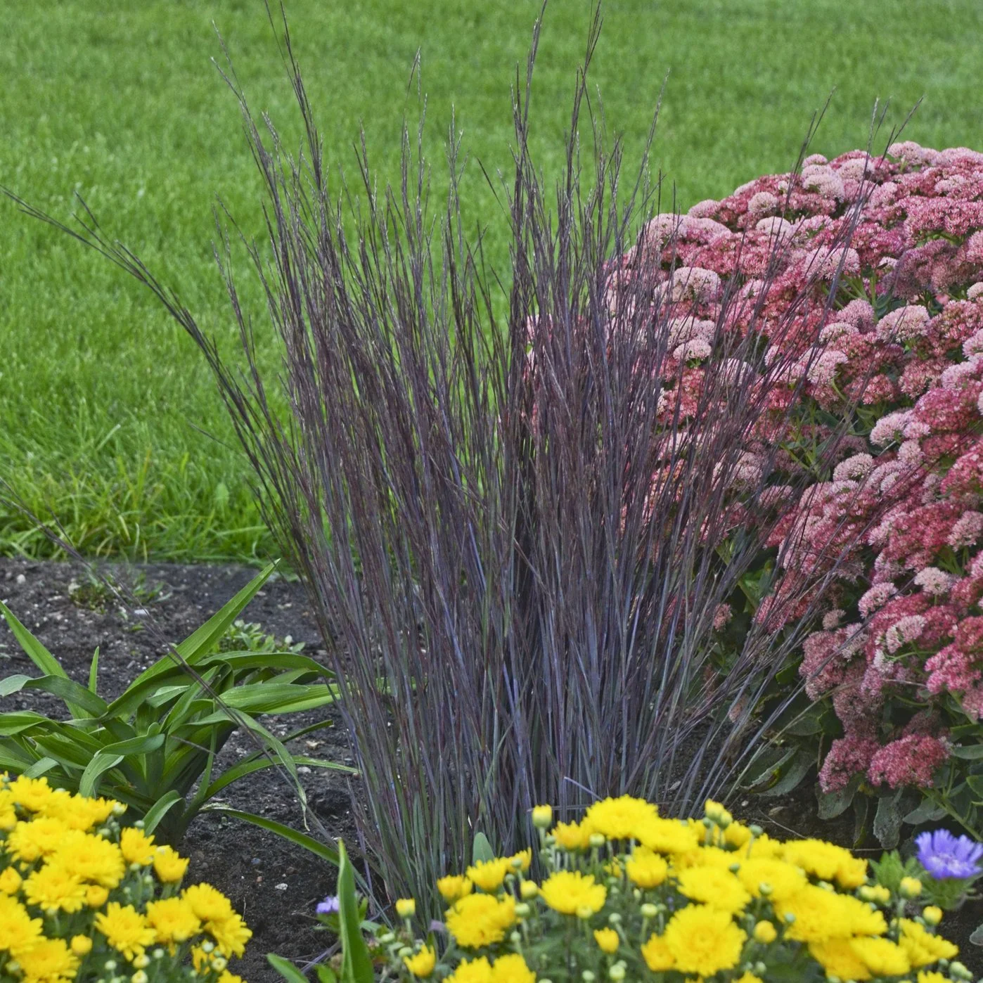 Schizachyrium scoparium 'Smoke Signal' PP27433 0000 high res.jpg