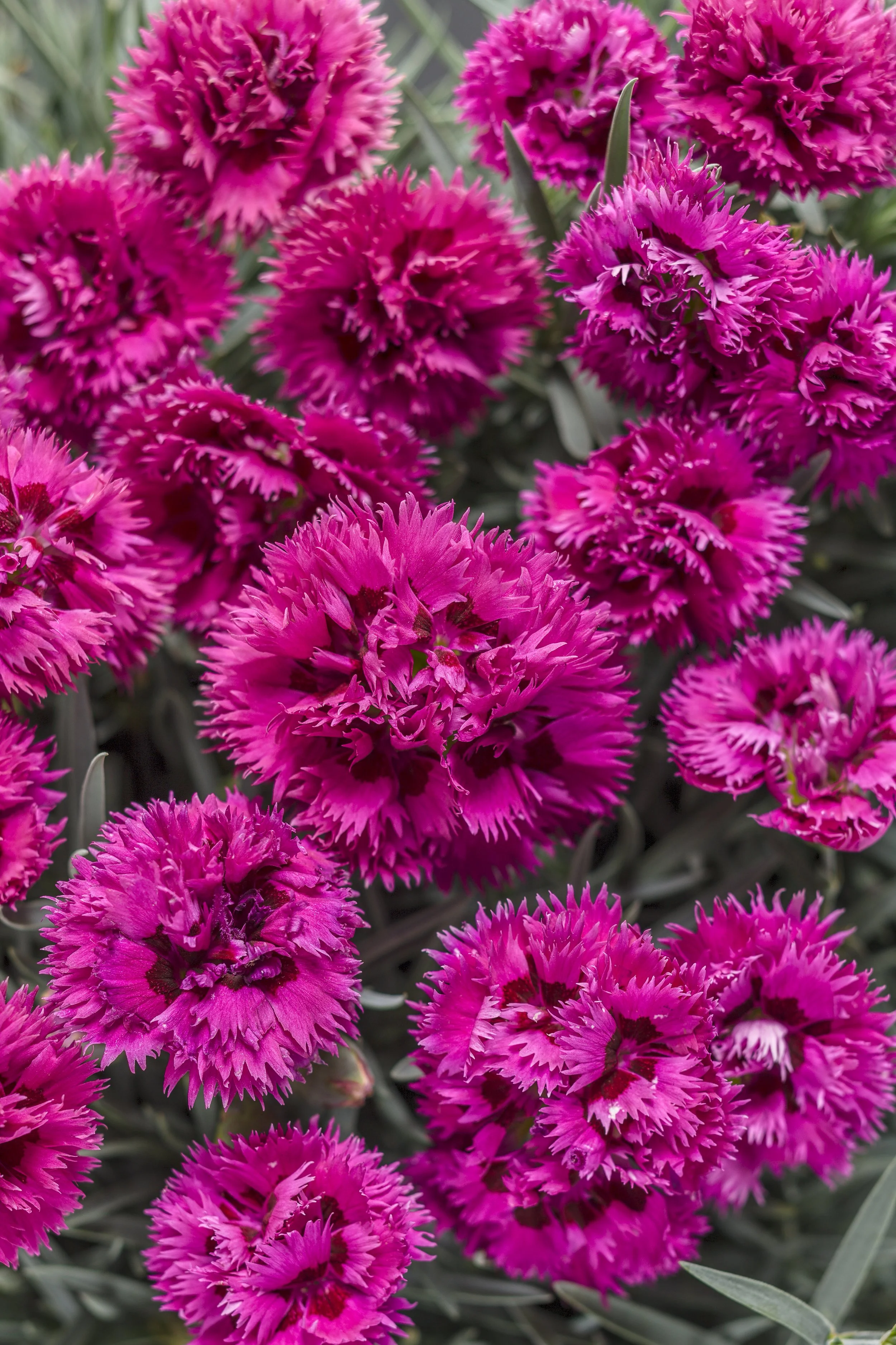 Dianthus x 'Spiked Punch'