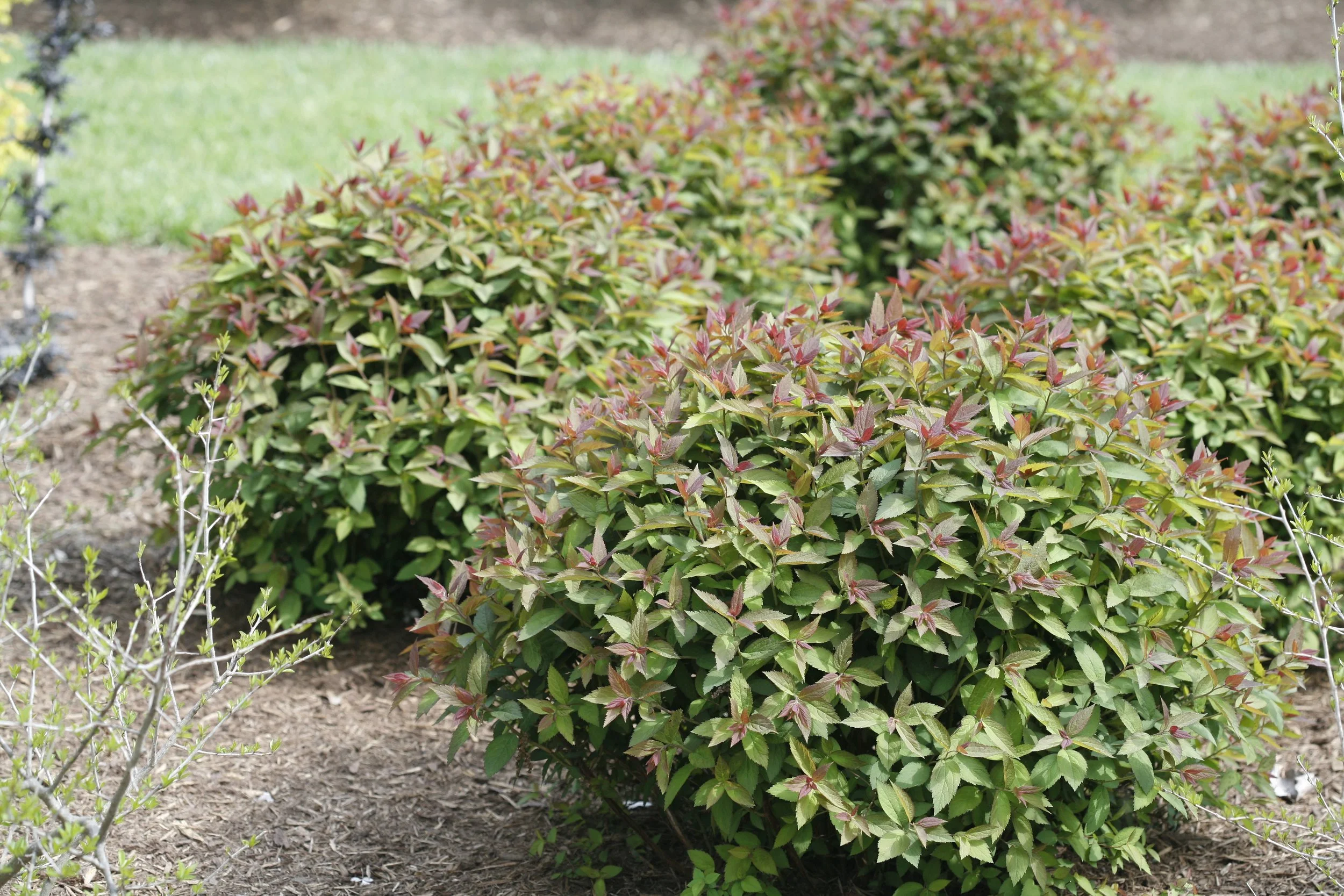 double_play_red_spirea_planting.jpg