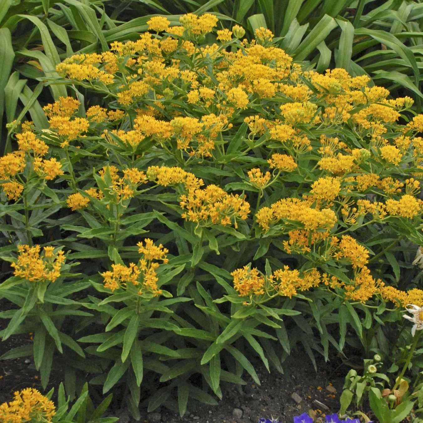 Asclepias tuberosa 'Hello Yellow' 0003 high res.jpg
