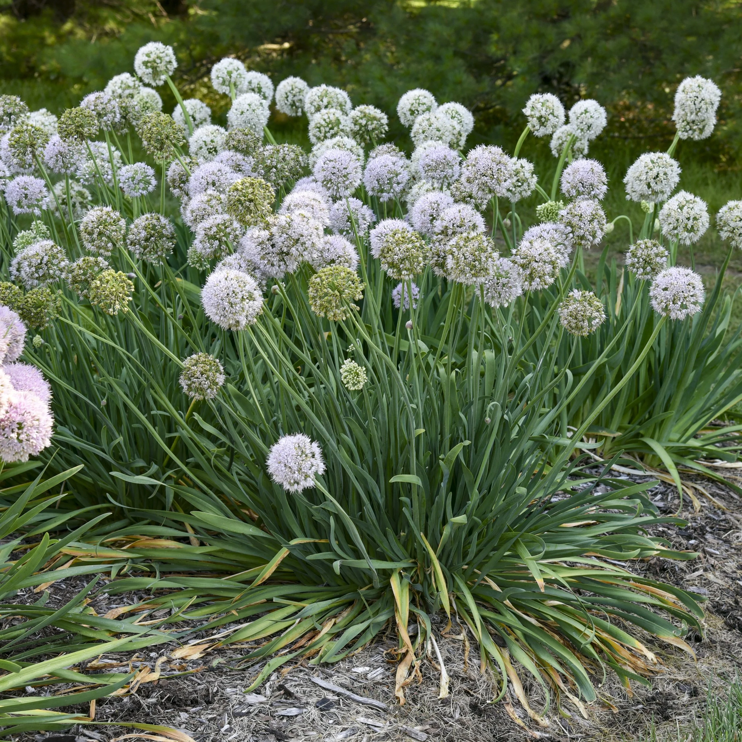 Allium 'Bobblehead' PP36675 CPBRAF 00000000000000000002 high res.jpg