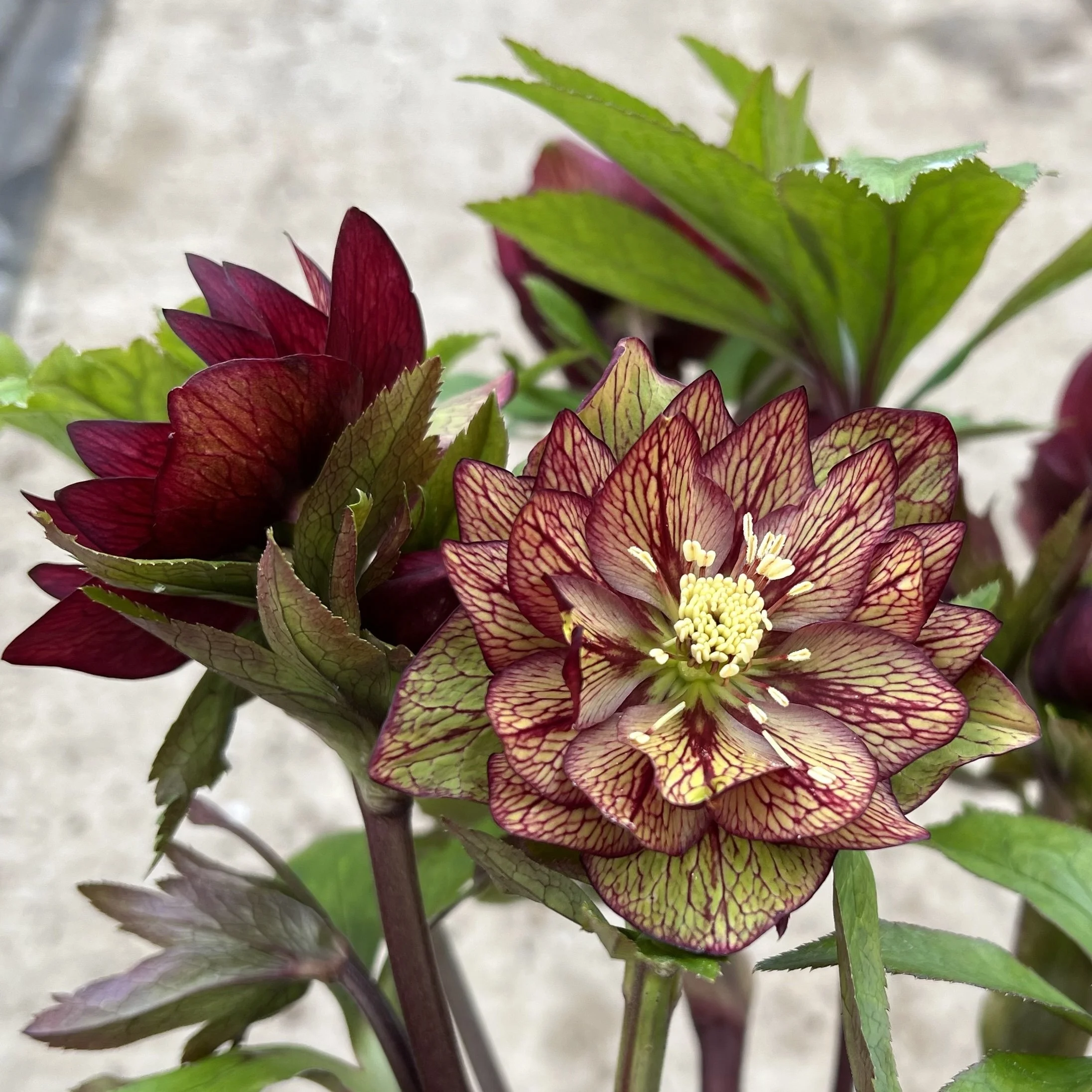 Helleborus 'Childhood Sweetheart'