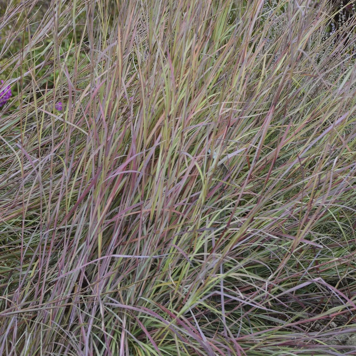 Schizachyrium scoparium 'Twilight Zone'