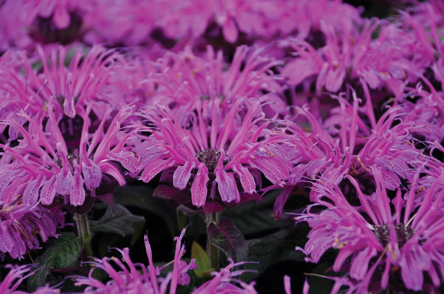 Monarda 'Leading Lady Plum'