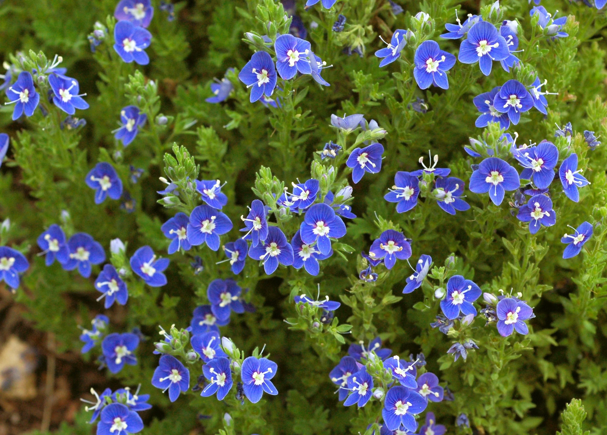 Veronica x 'Tidal Pool'