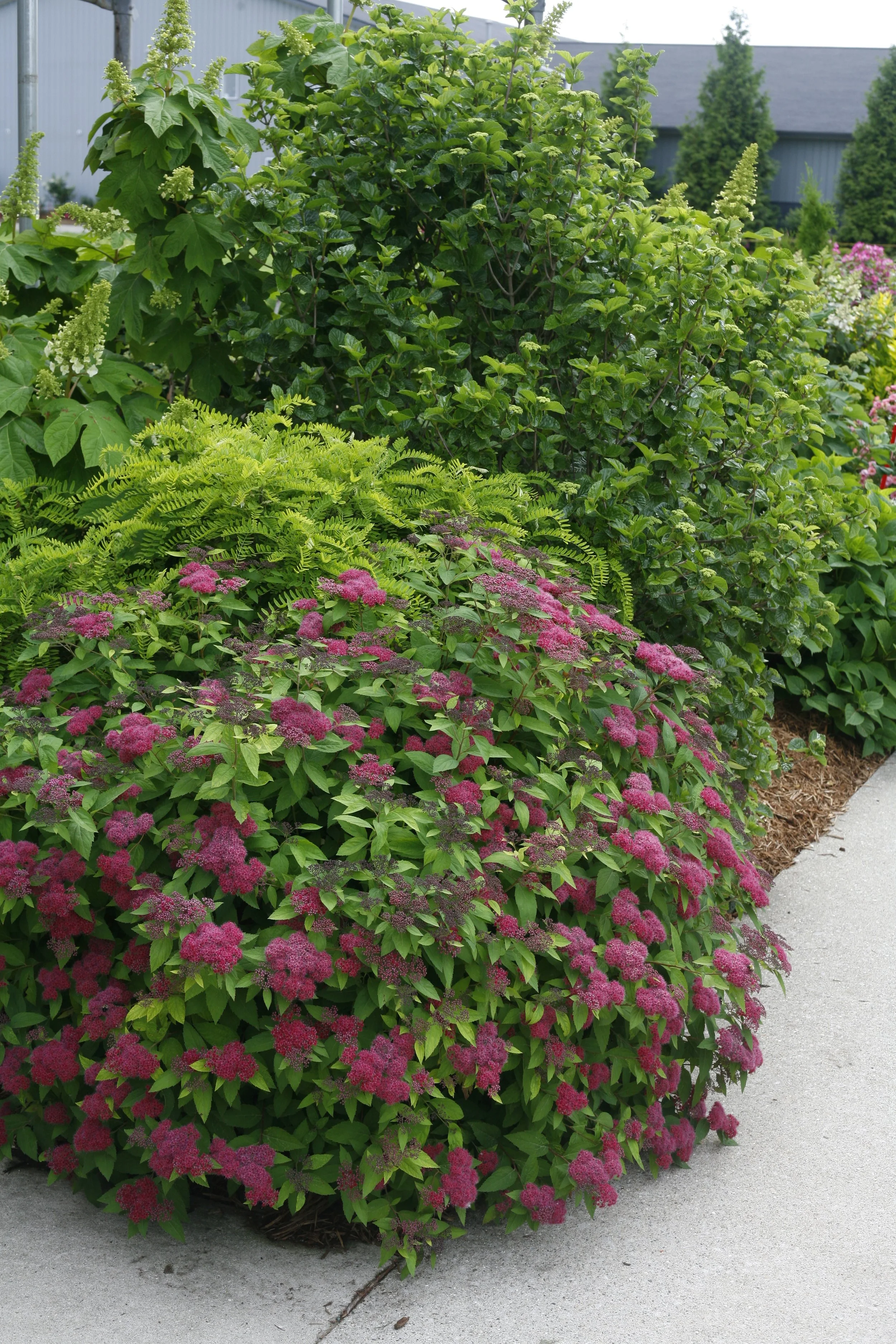 double_play_spirea_landscaping.jpg