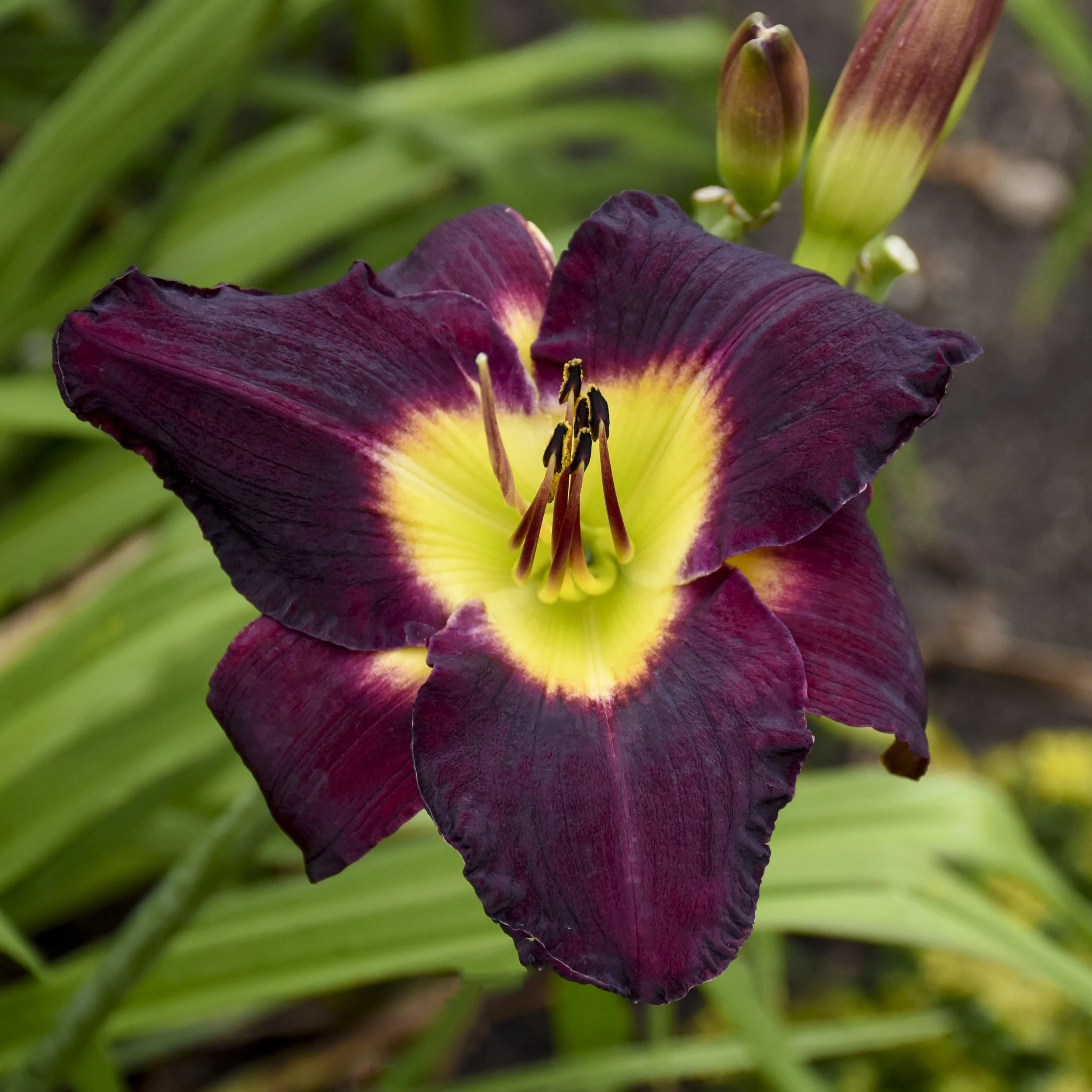 Hemerocallis 'Bela Lugosi' 0001 high res.jpg