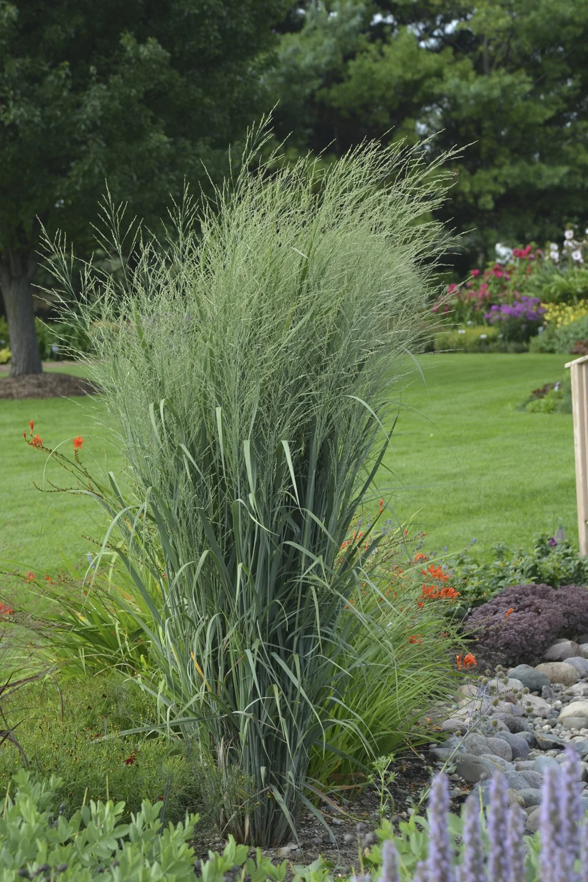 panicum_totem_pole.jpg