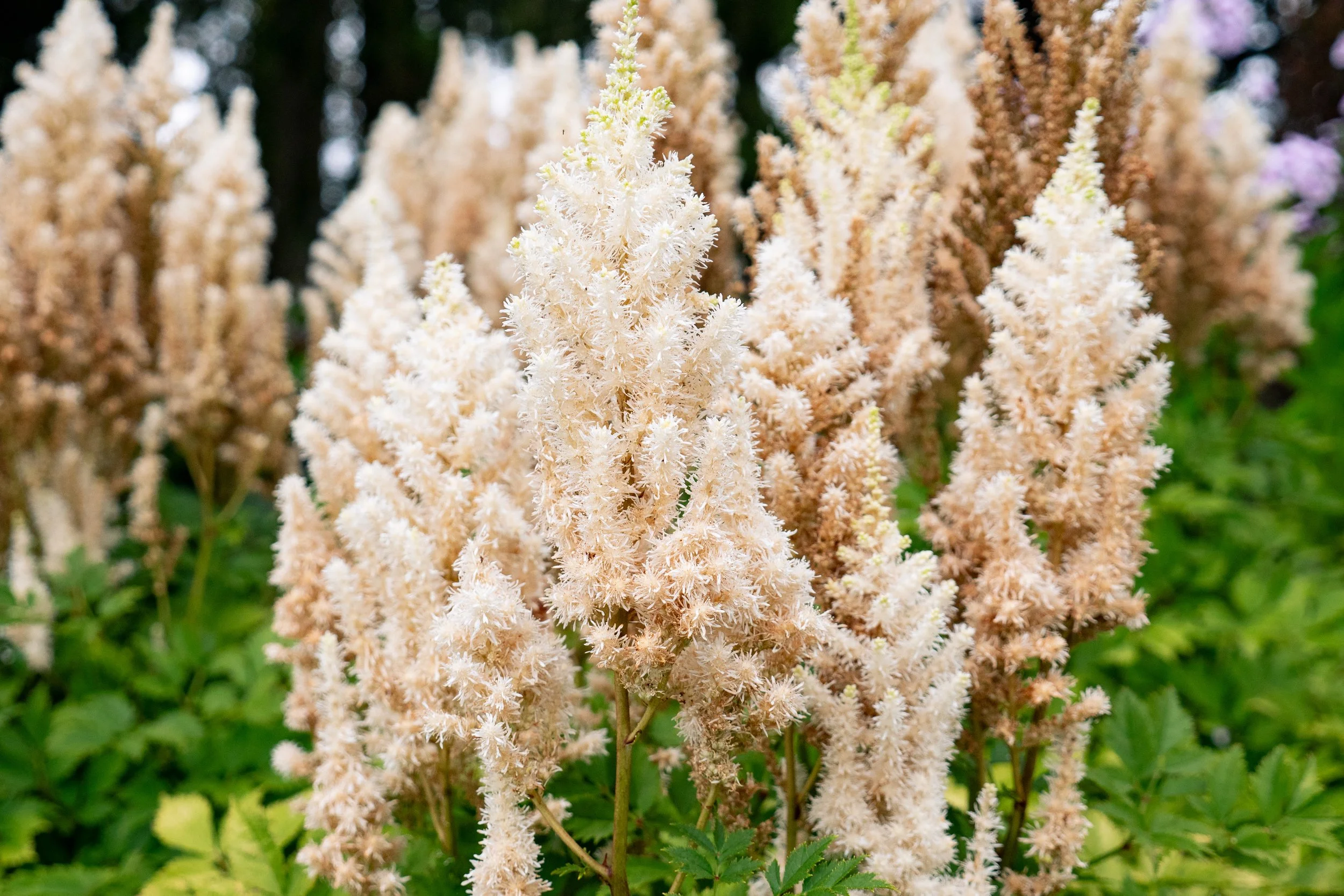 Astilbe chinensis 'You and Me Together'