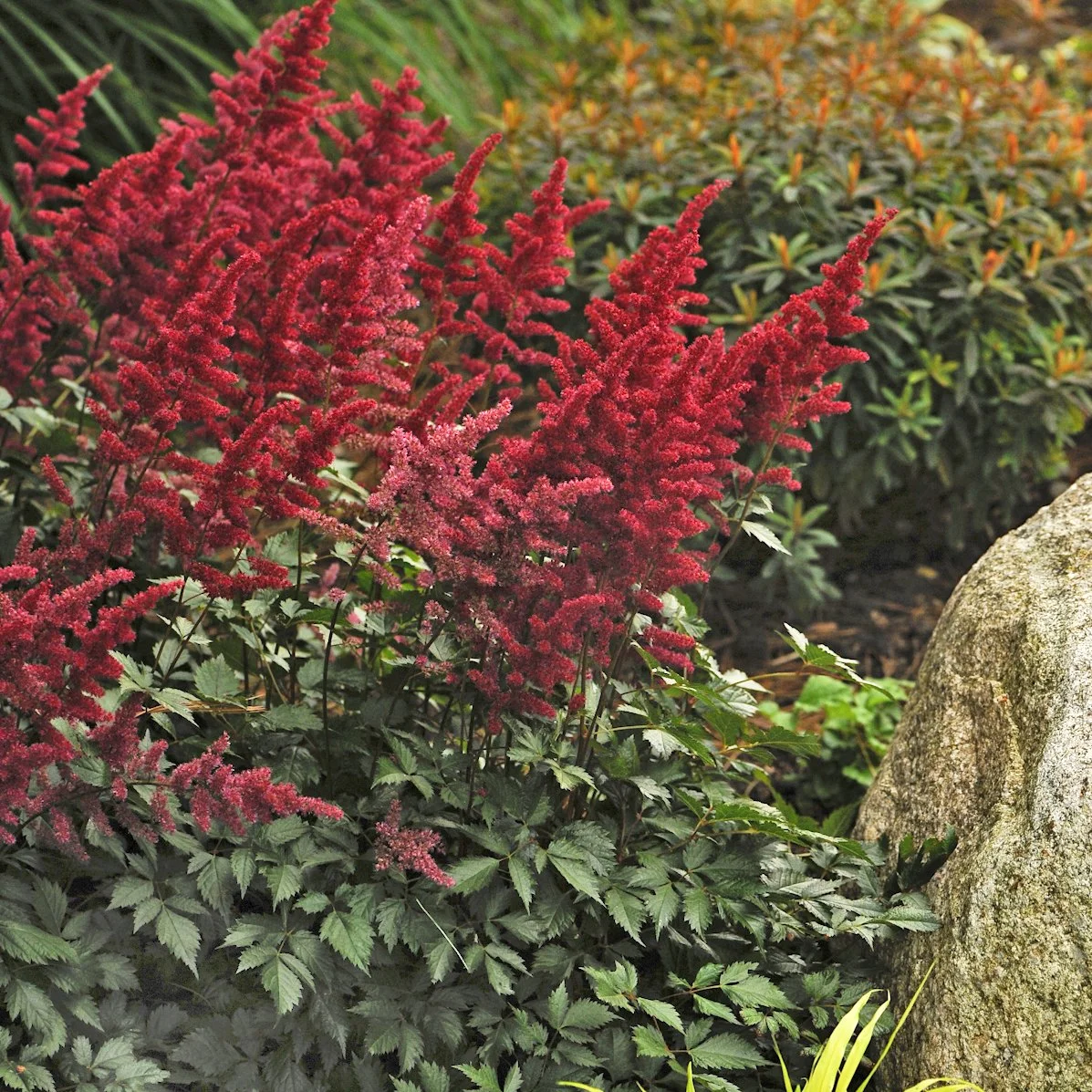 Astilbe arendsii 'Fanal'