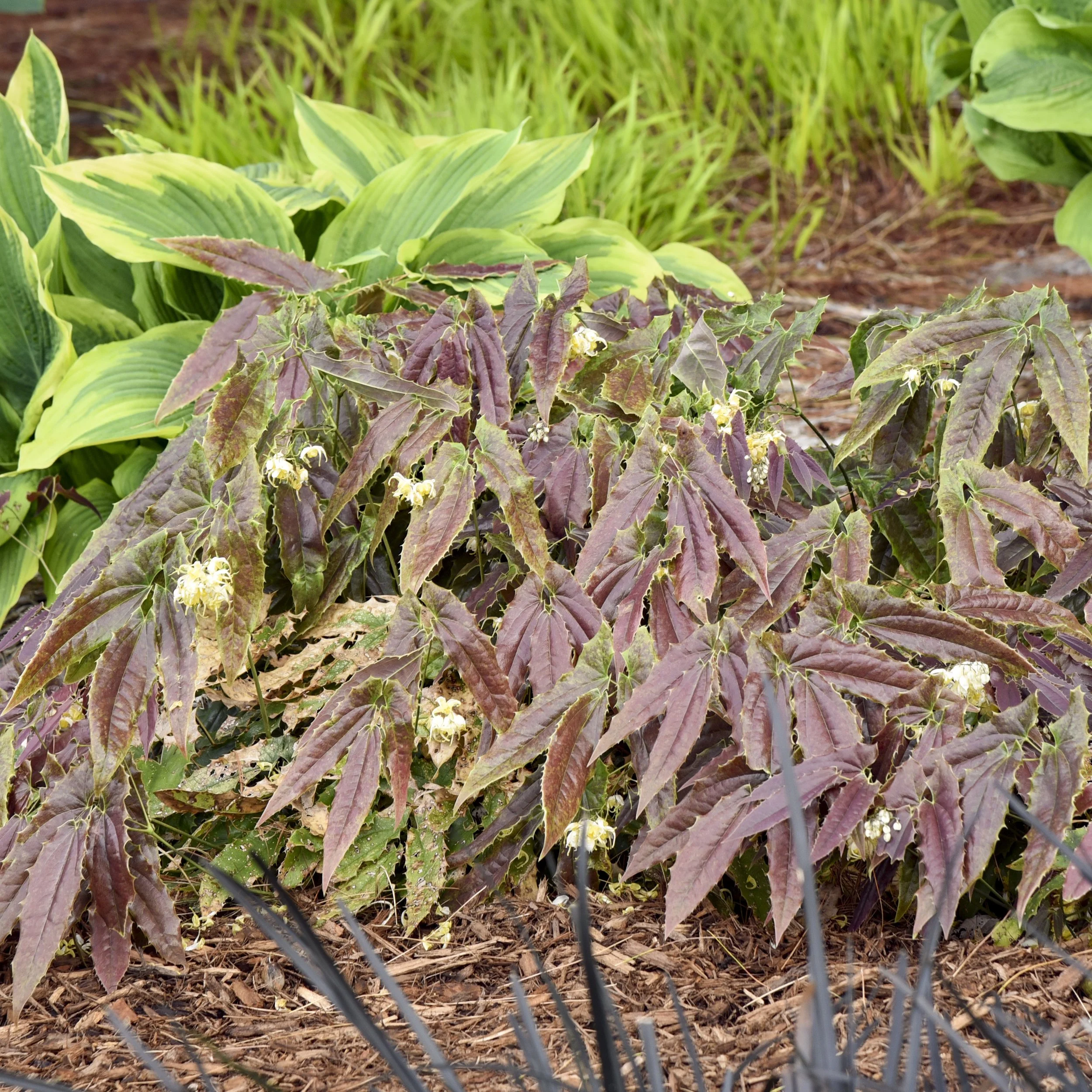 Epimedium wushanense 'Sandy Claws' 0004 high res.jpg