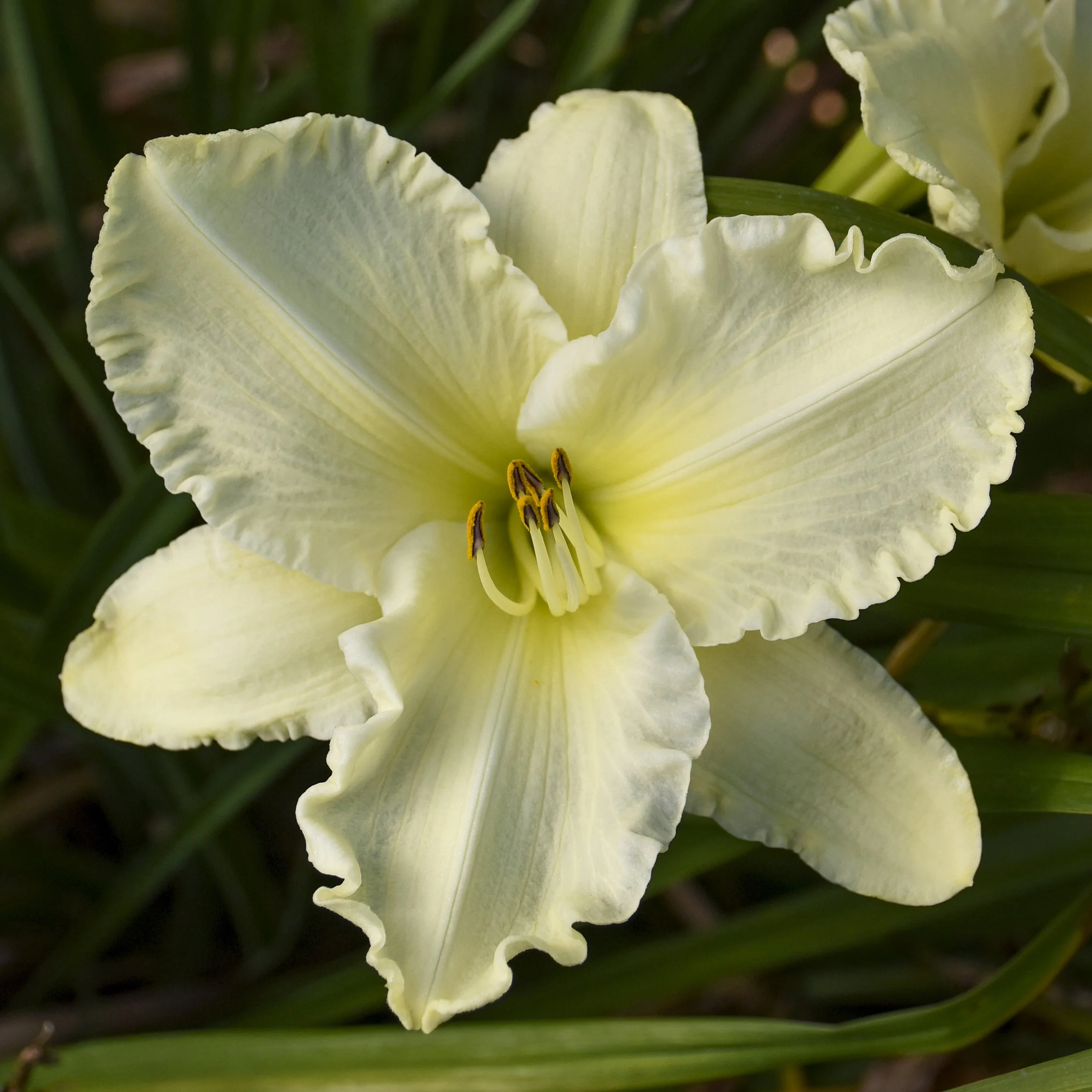 Hemerocallis 'Sunday Gloves' 0000 high res.jpg