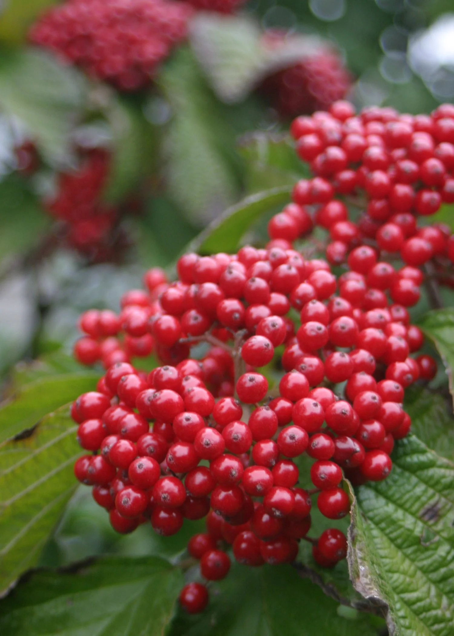 Viburnum dilatatum Cardinal Candy®