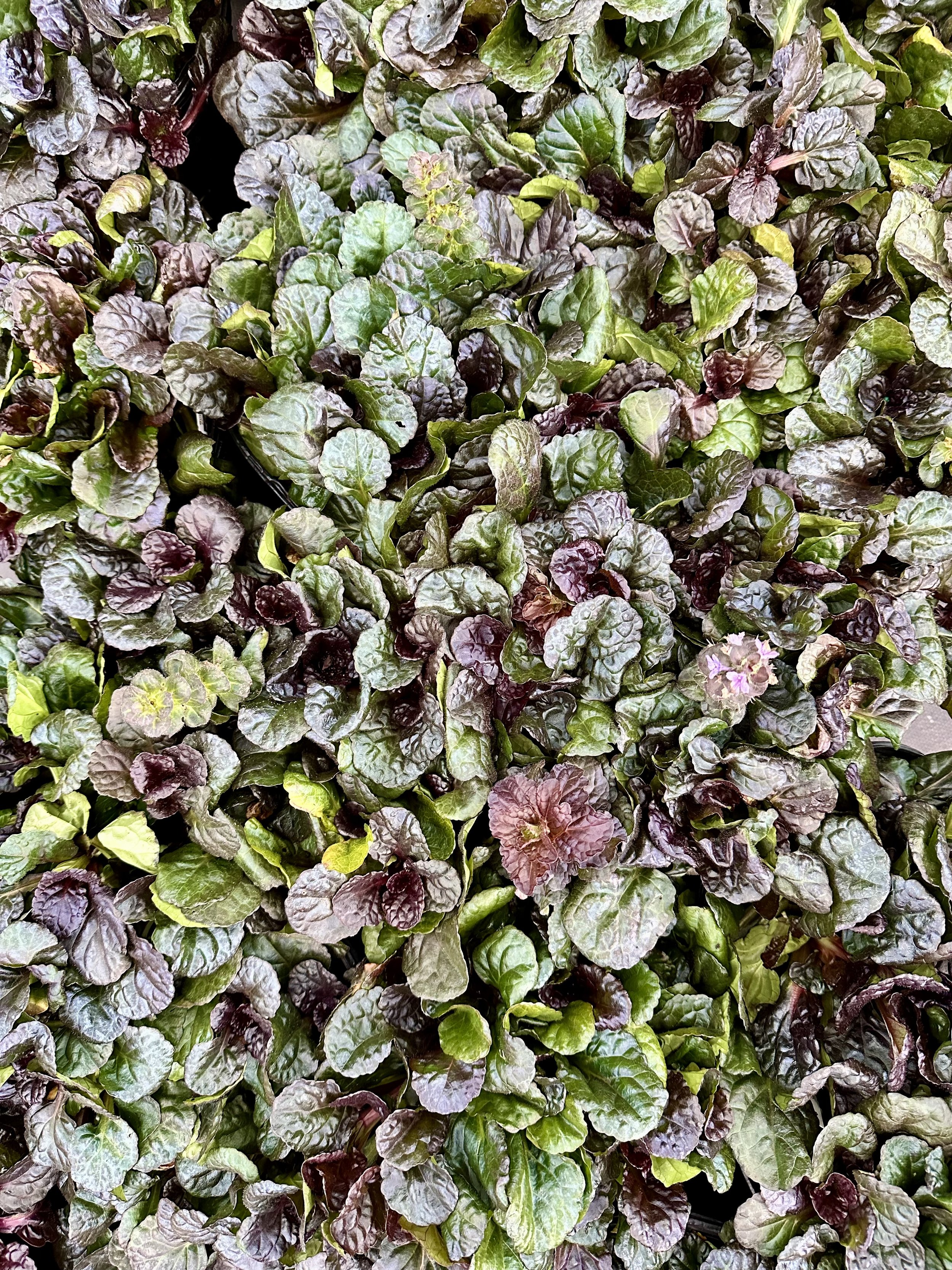 Ajuga reptans 'Burgundy Glow'