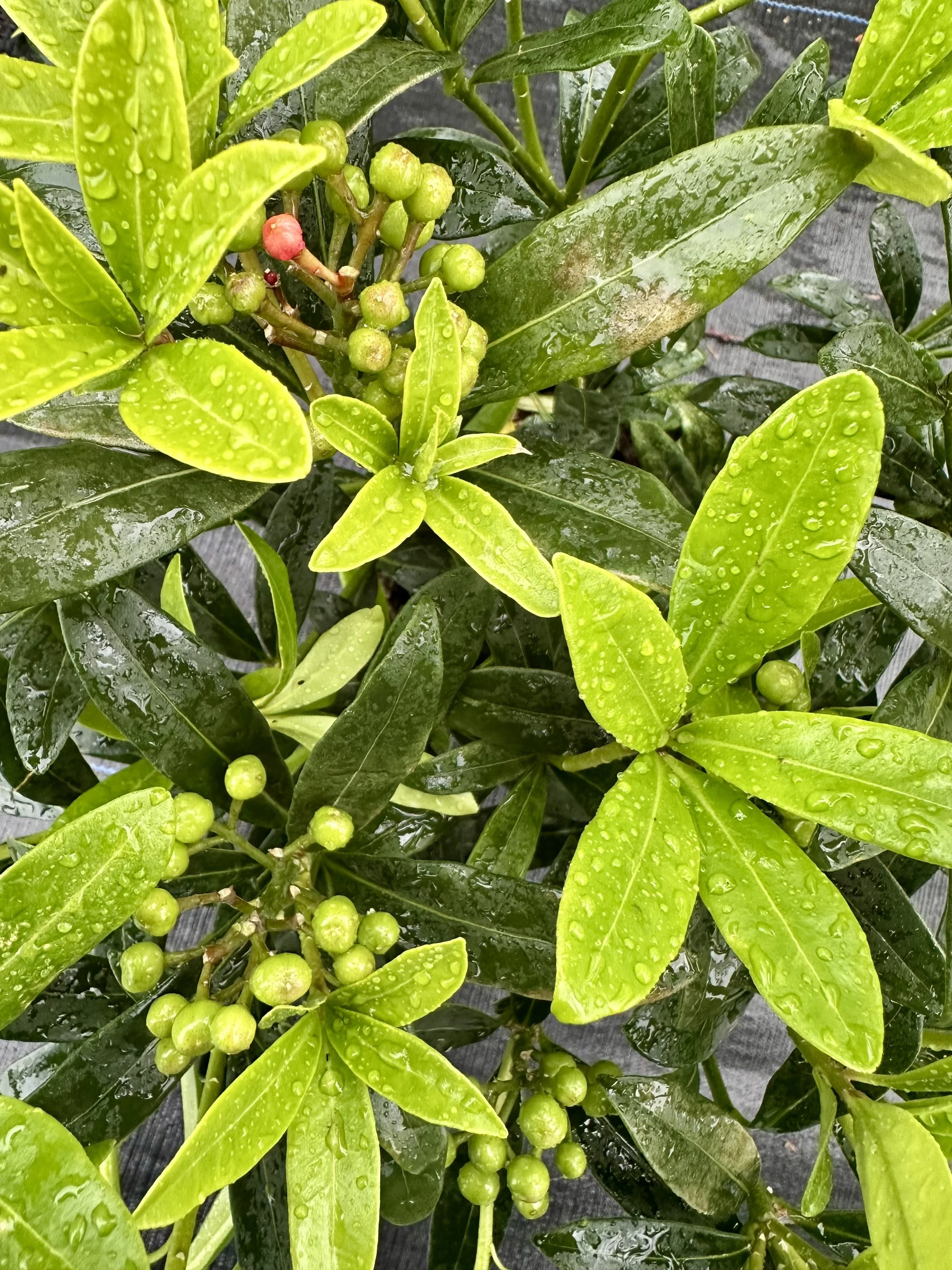 IMG_4722.jpeg