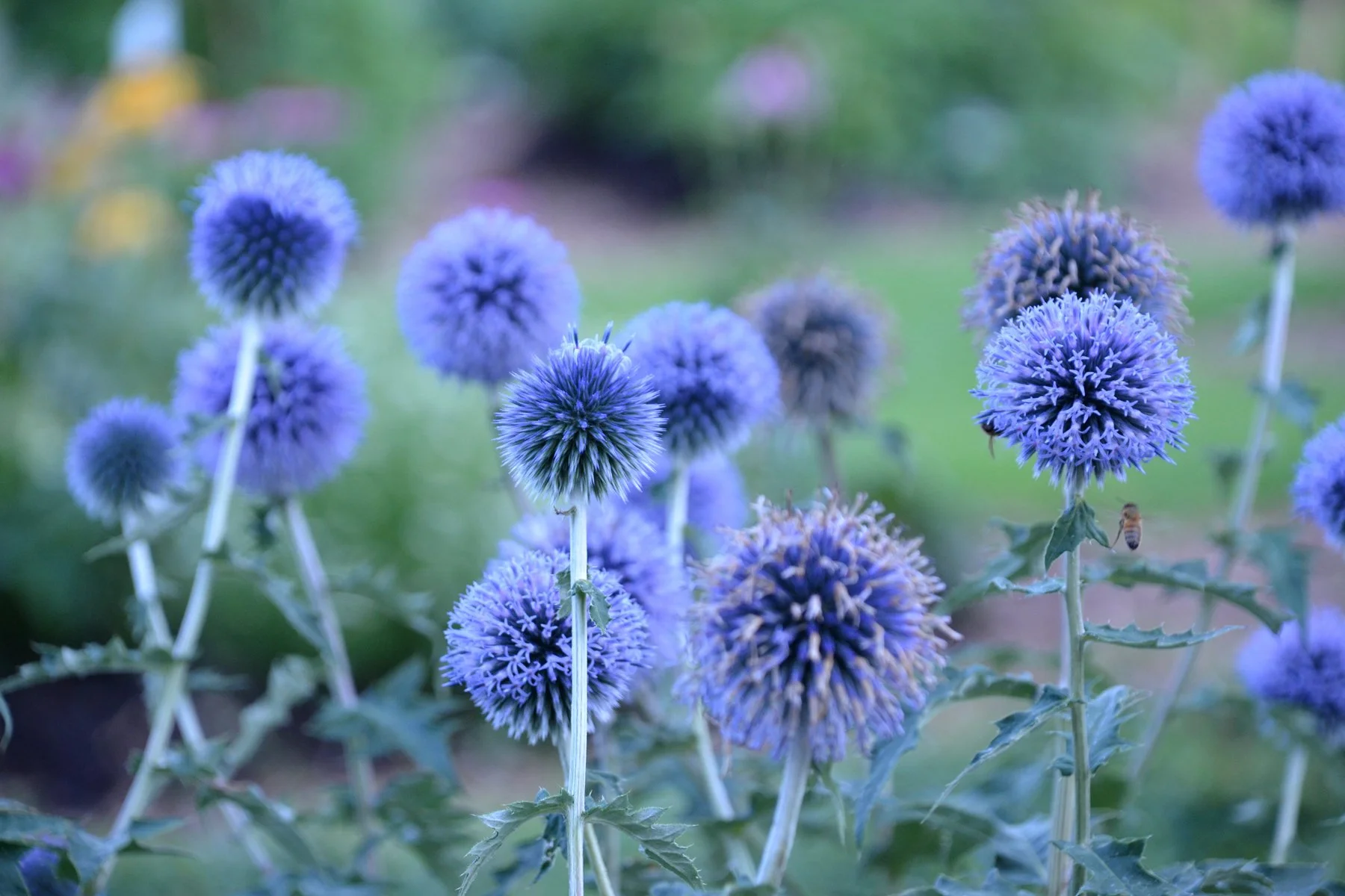 Echinops bannaticus 'Blue Glow'
