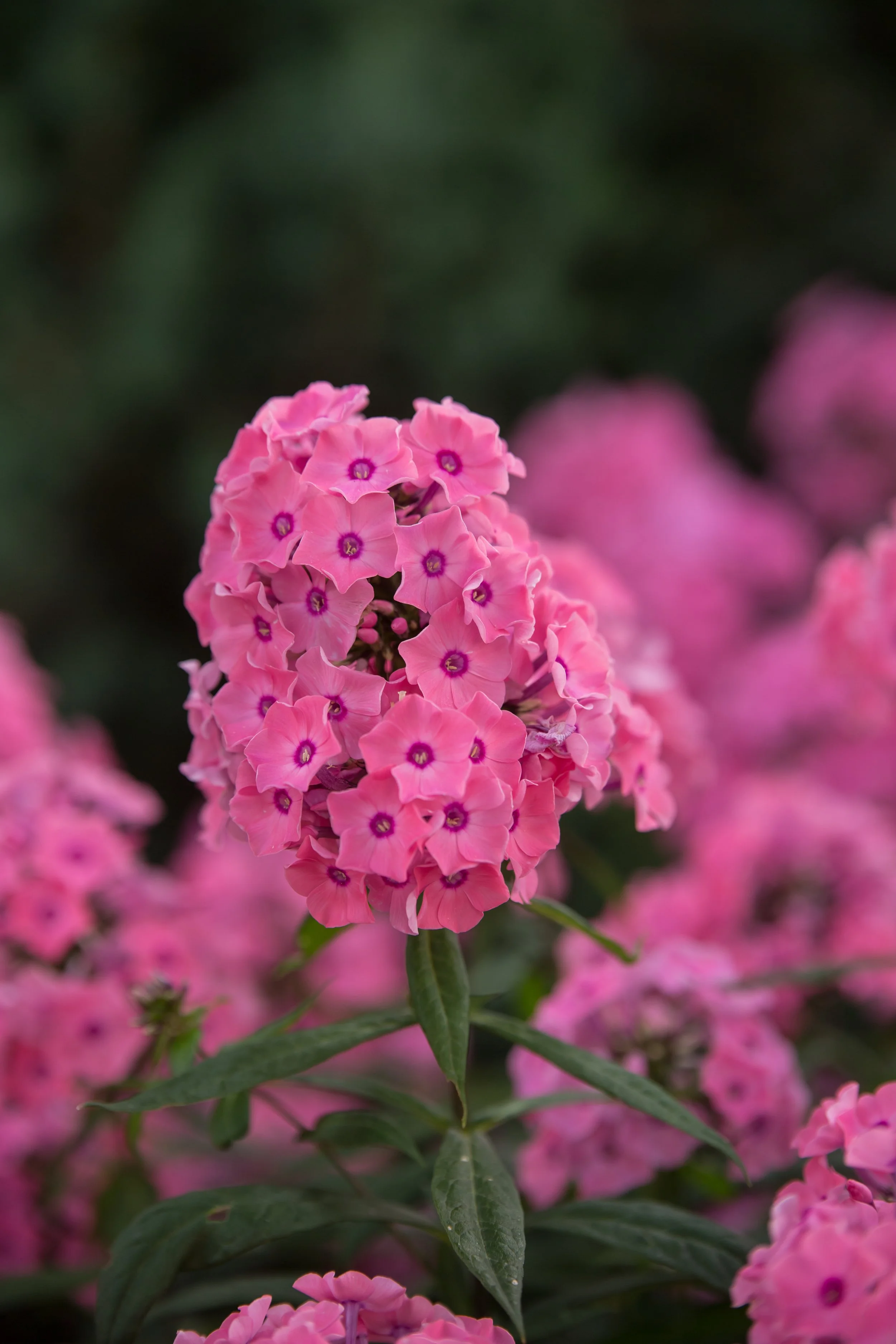PhloxCoralCremeDrop-032-6357.jpg