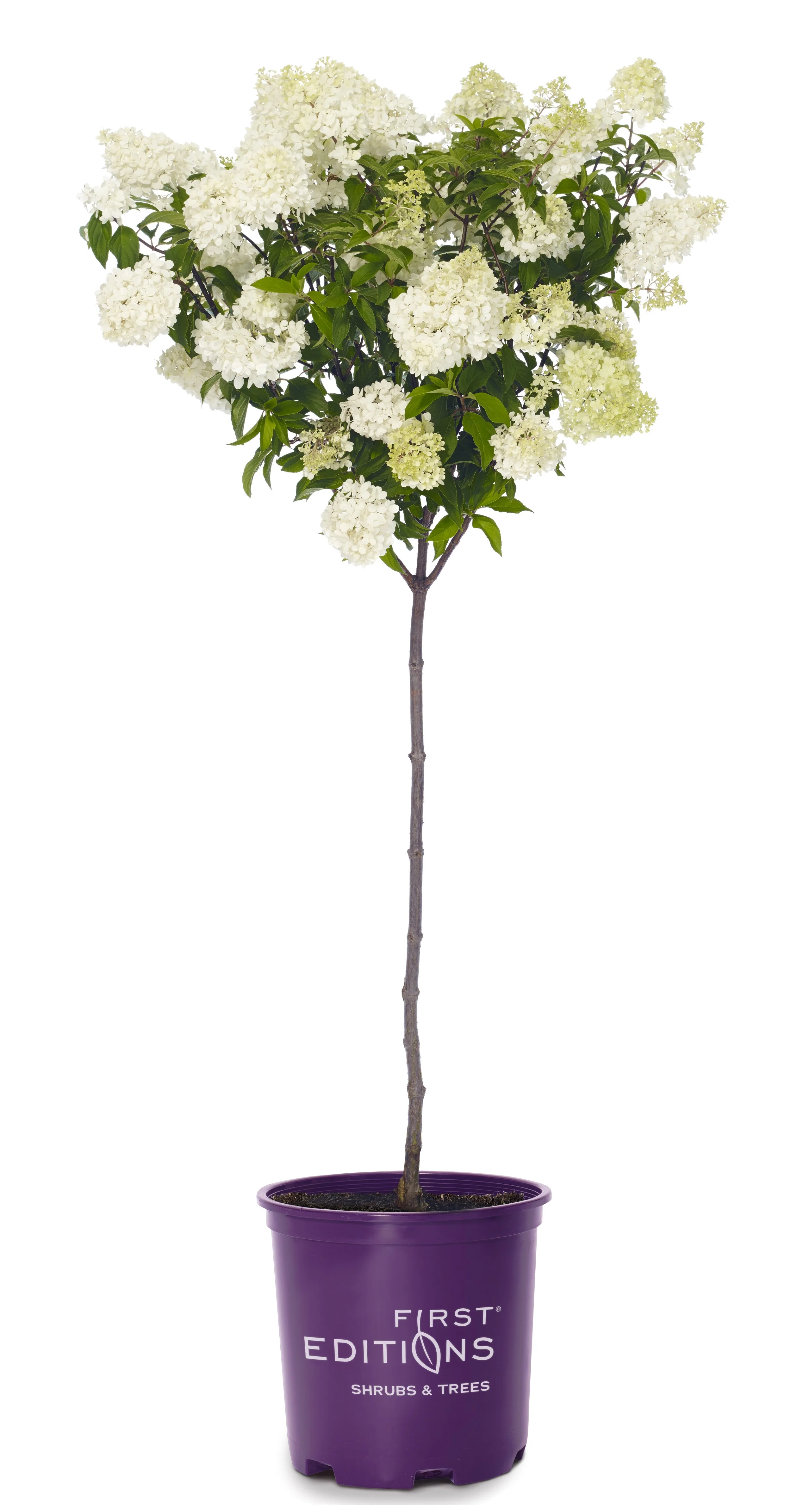 Brand_Ct_Hydrangea_Vanilla_Strawberry_Tree_Form.jpg