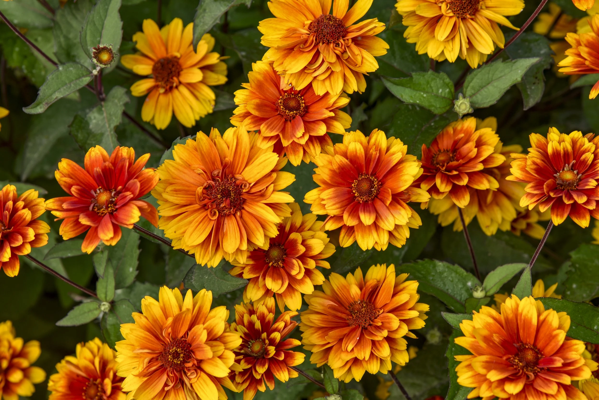 Heliopsis helianthoides 'Forged in Fire'
