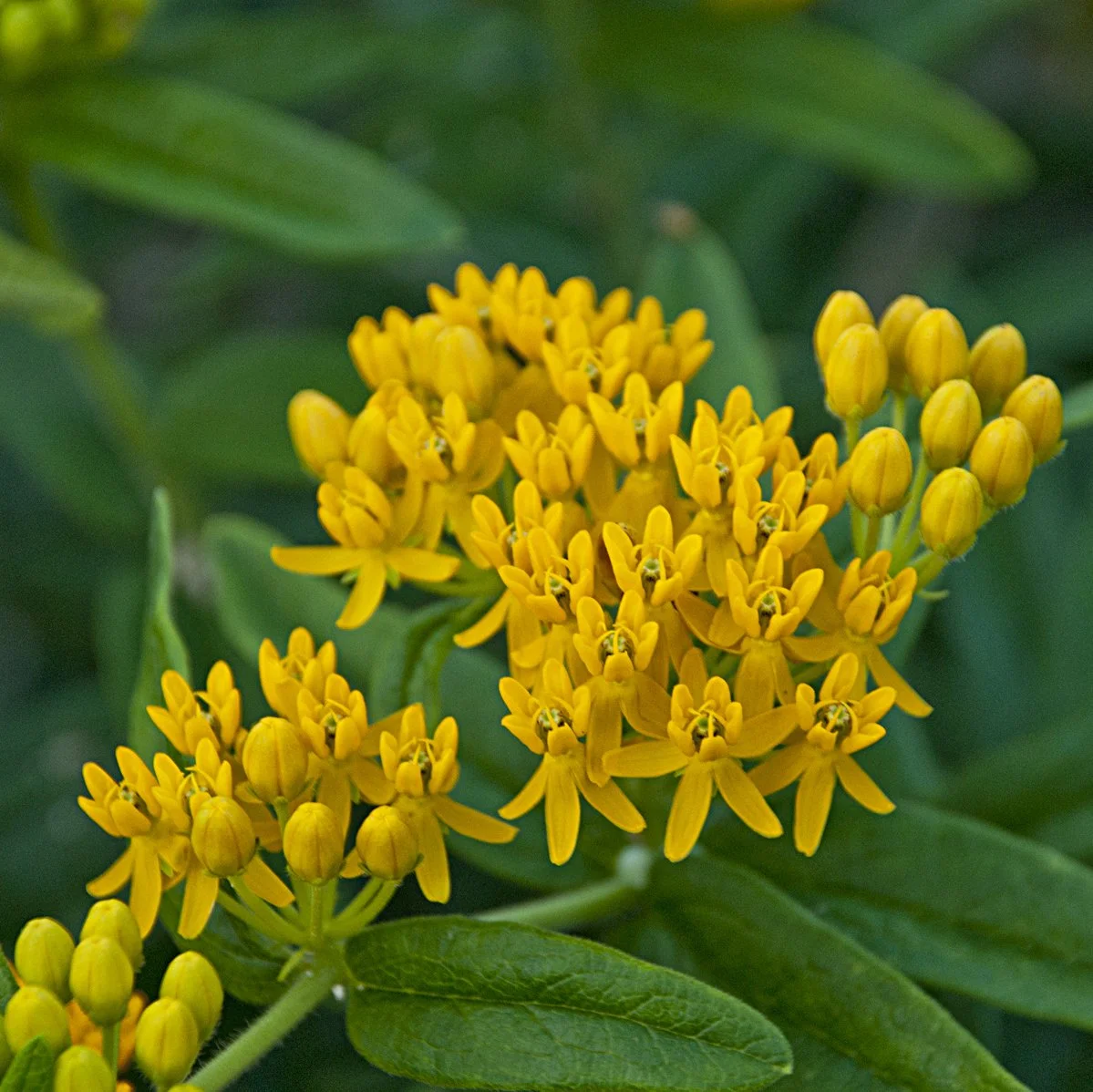 Asclepias tuberosa 'Hello Yellow'