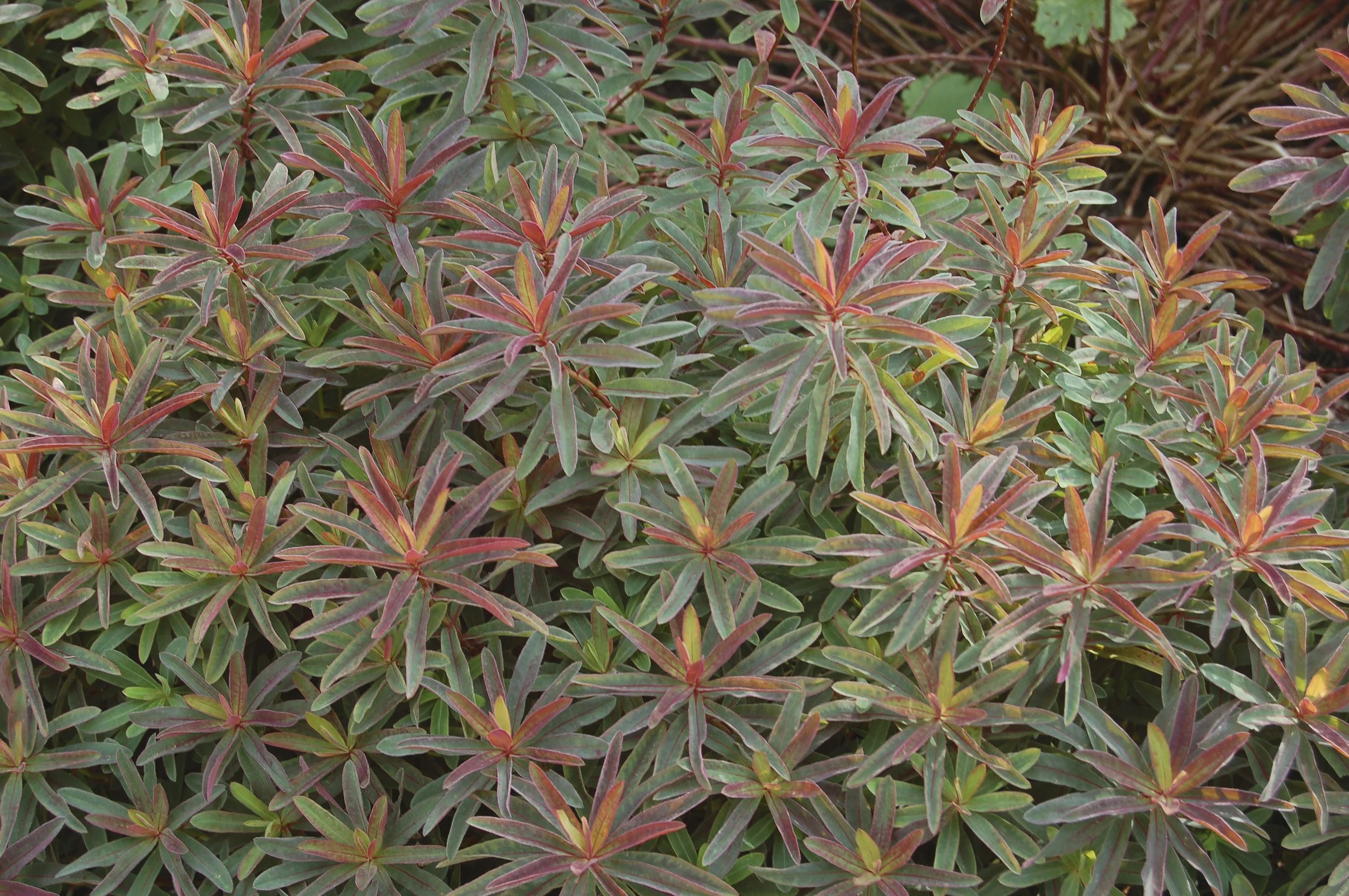 Euphorbia polychroma 'Bonfire'