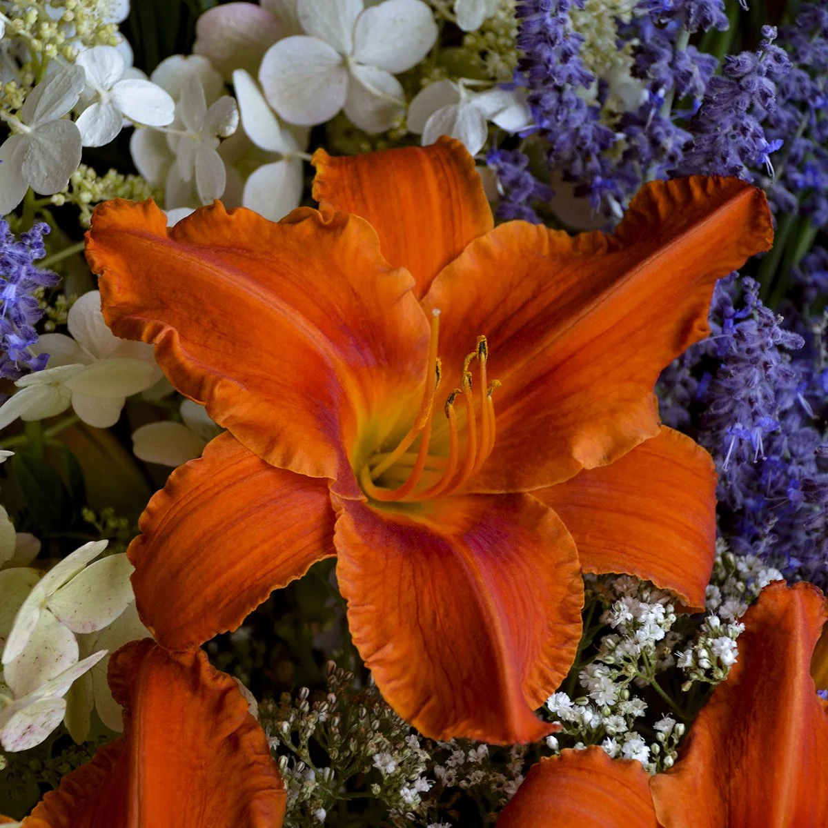 Hemerocallis 'Alabama Jubilee' 0001 high res.jpg