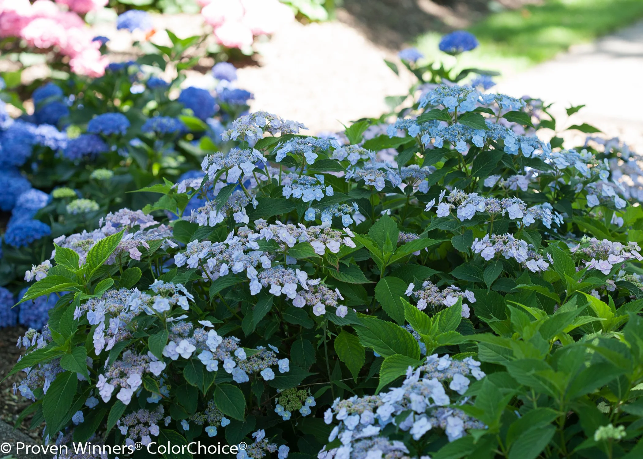 tiny_tuff_stuff_hydrangea-4.jpg