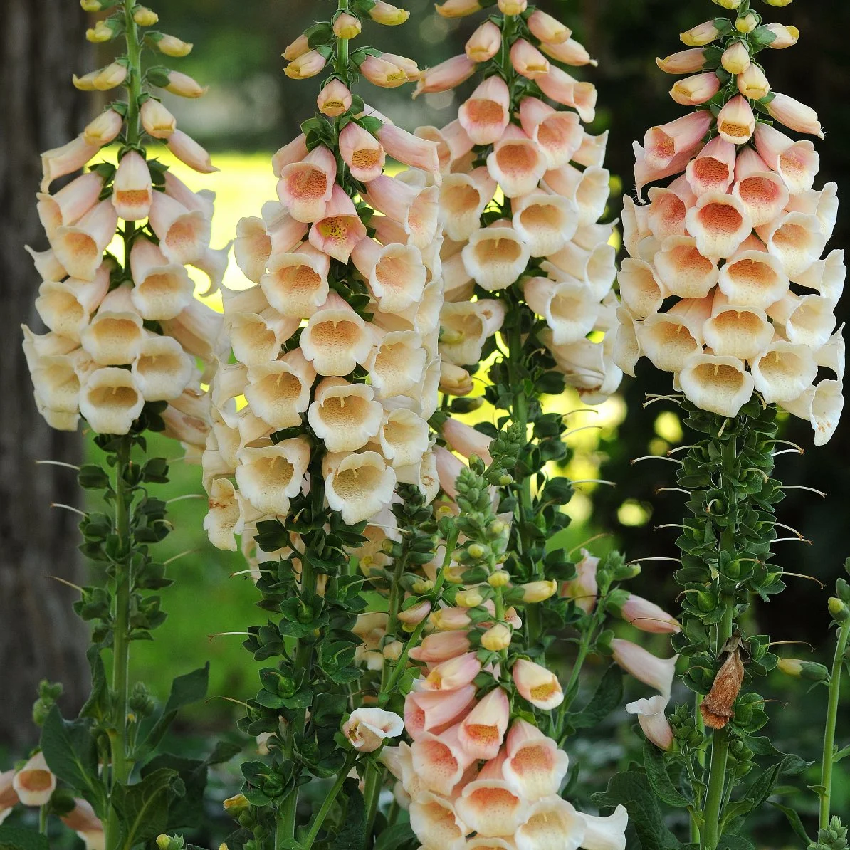 Digitalis purpurea 'Dalmatian Peach'