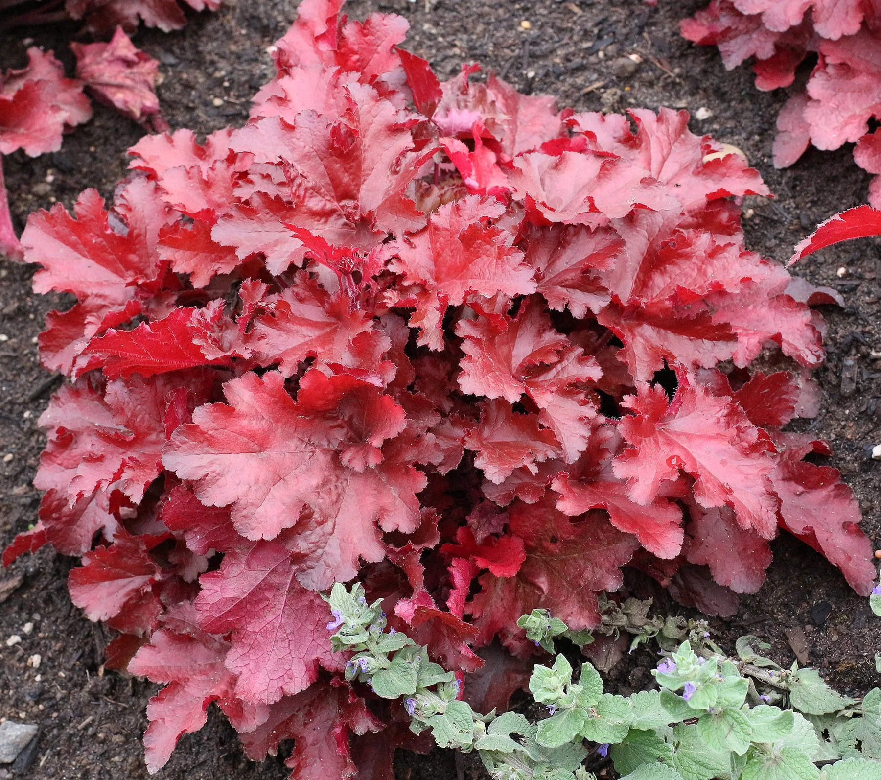 Heuchera-Forever-Red-3.jpg