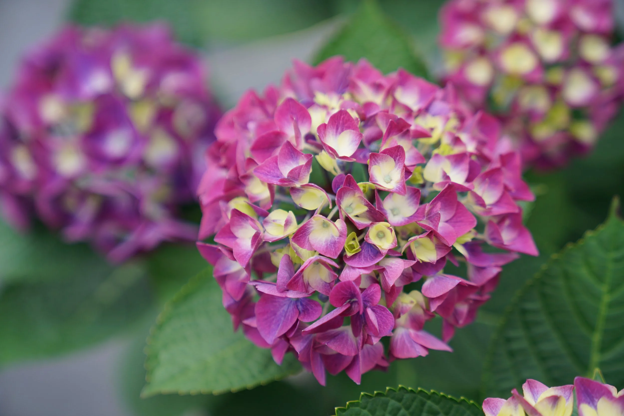hydrangea_macrophylla_wee_bit_giddy_dsc03793.jpg