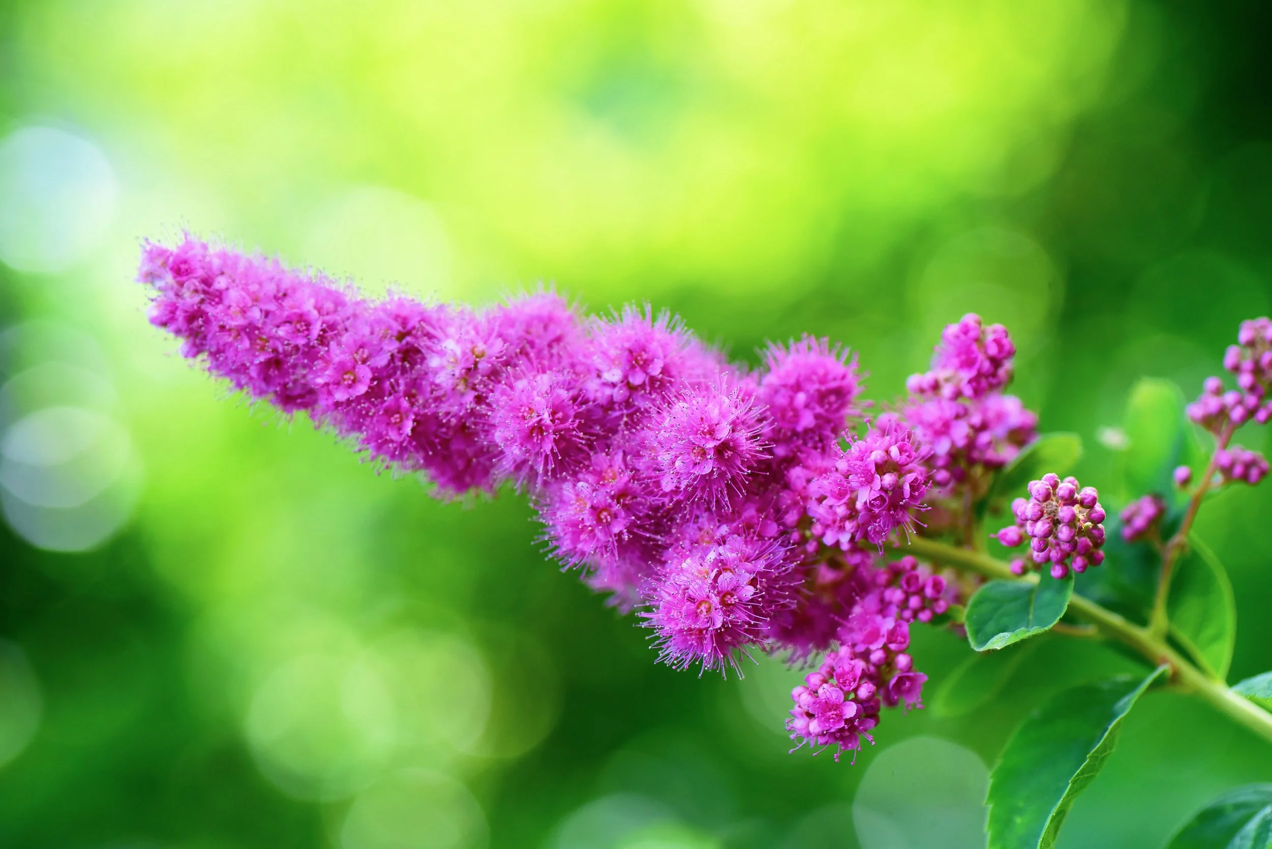 mabelamber-steeplebush-7308737.jpg