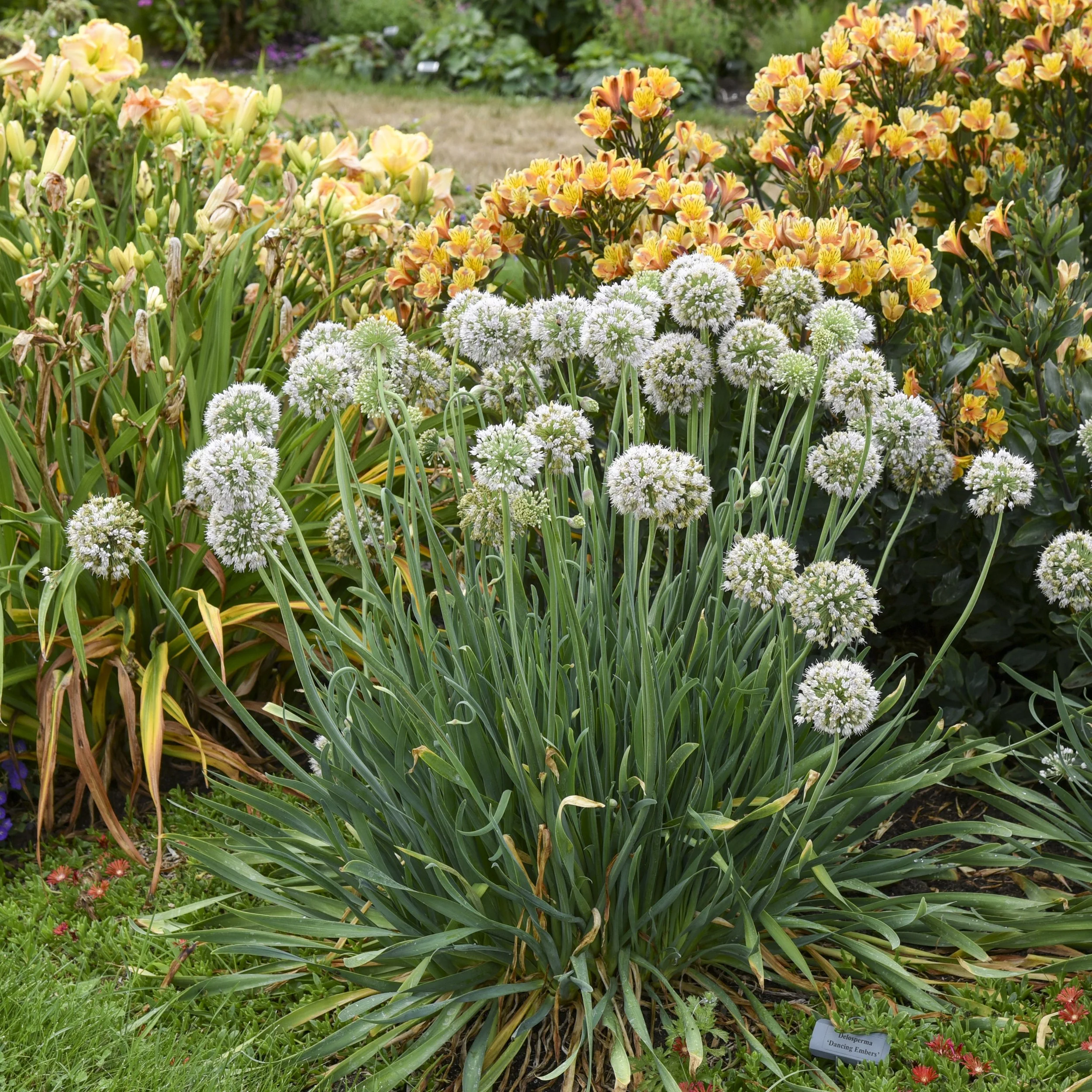 Allium 'Bobblehead' PP36675 CPBRAF 0003 high res.jpg