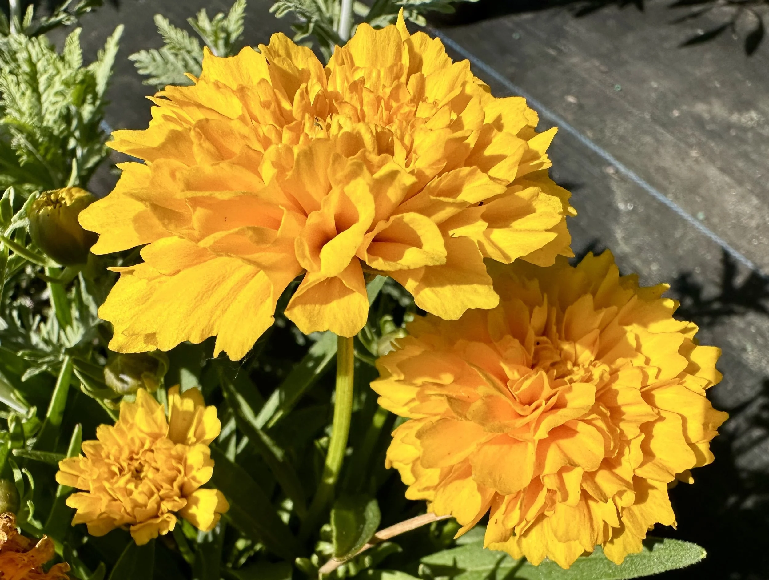 Coreopsis grandiflora 'Early Sunrise'