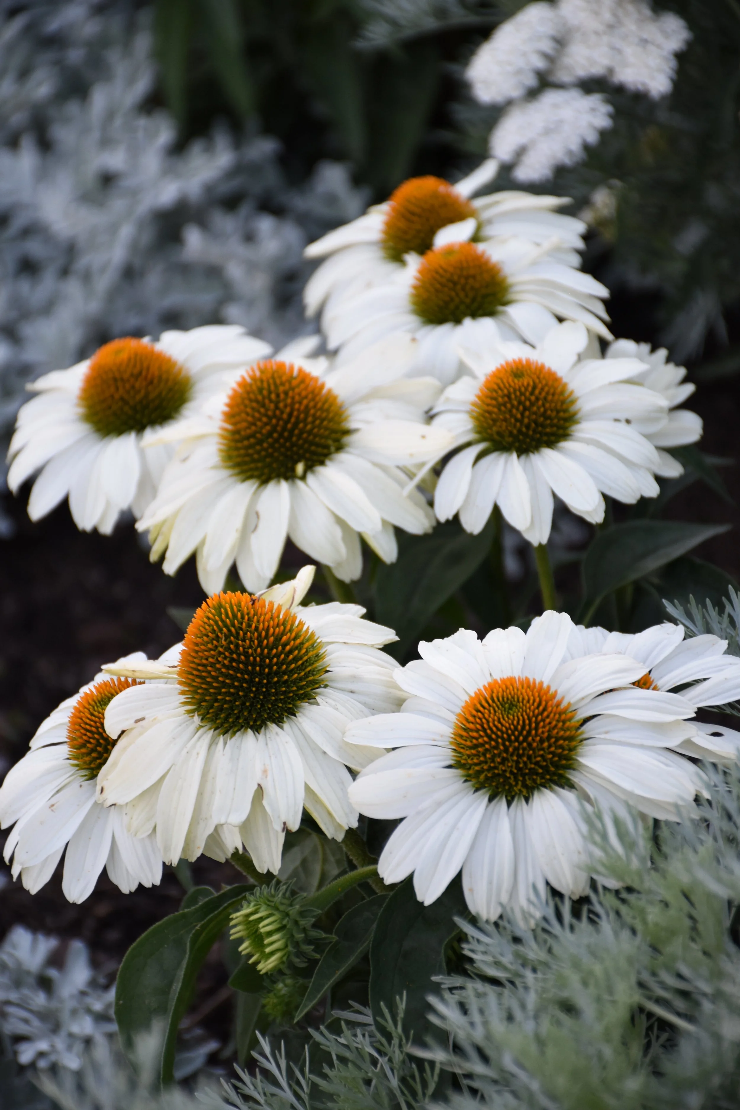 Echinacea x 'The Price is White'