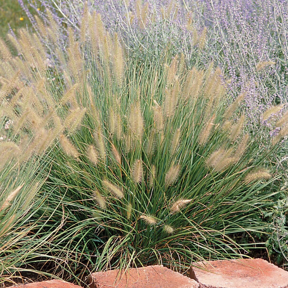 Pennisetum alopecuroides 'Hameln' 0000 high res.jpg