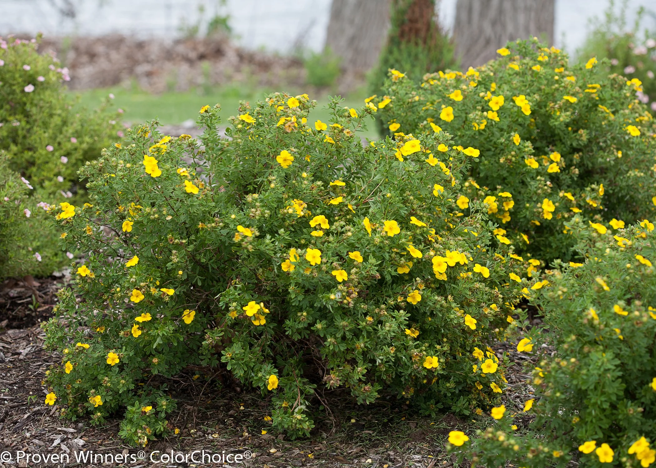 happy_face_yellow_potentilla_landscape.jpg