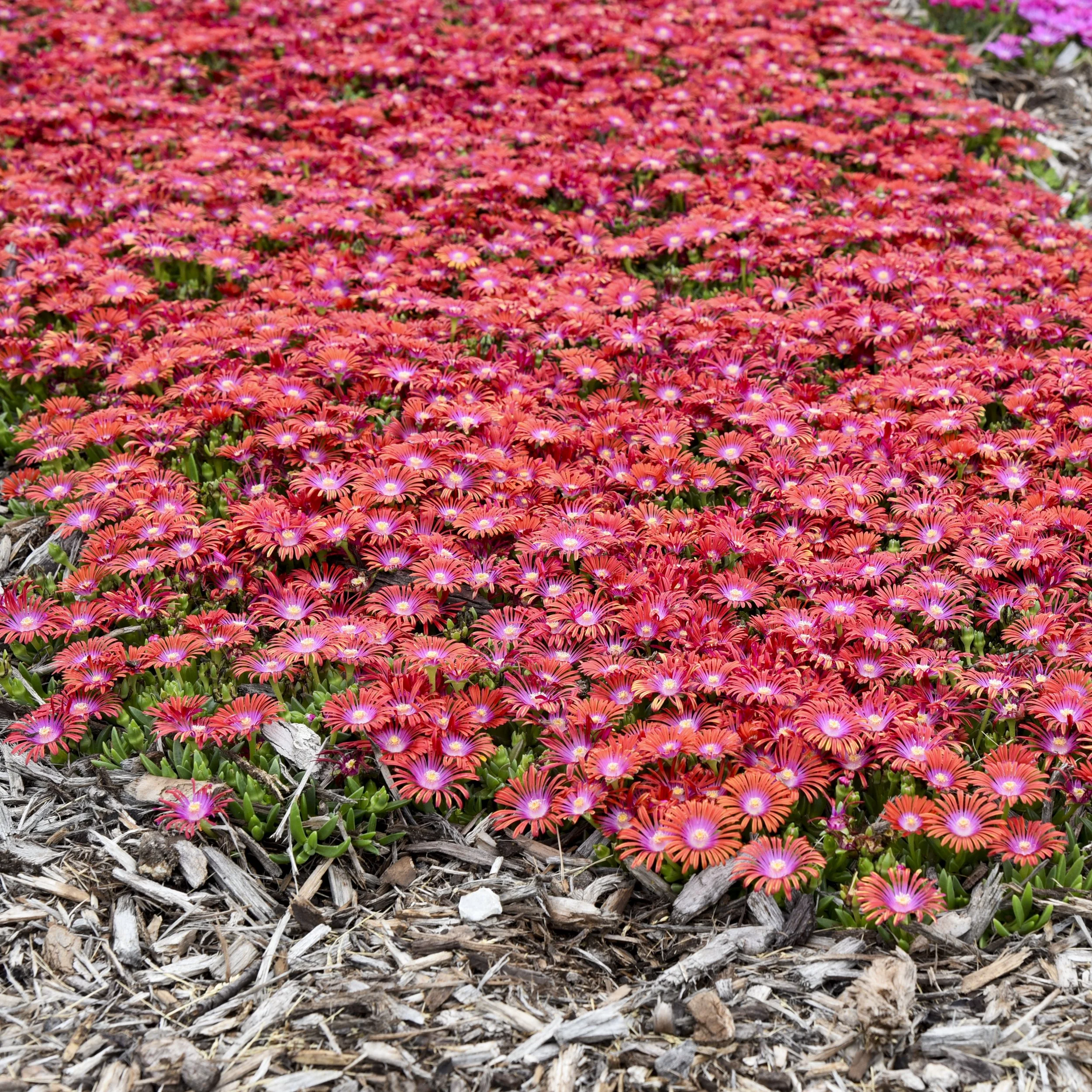Delosperma 'Razzle Dazzle' PPAF 0003 high res.jpg