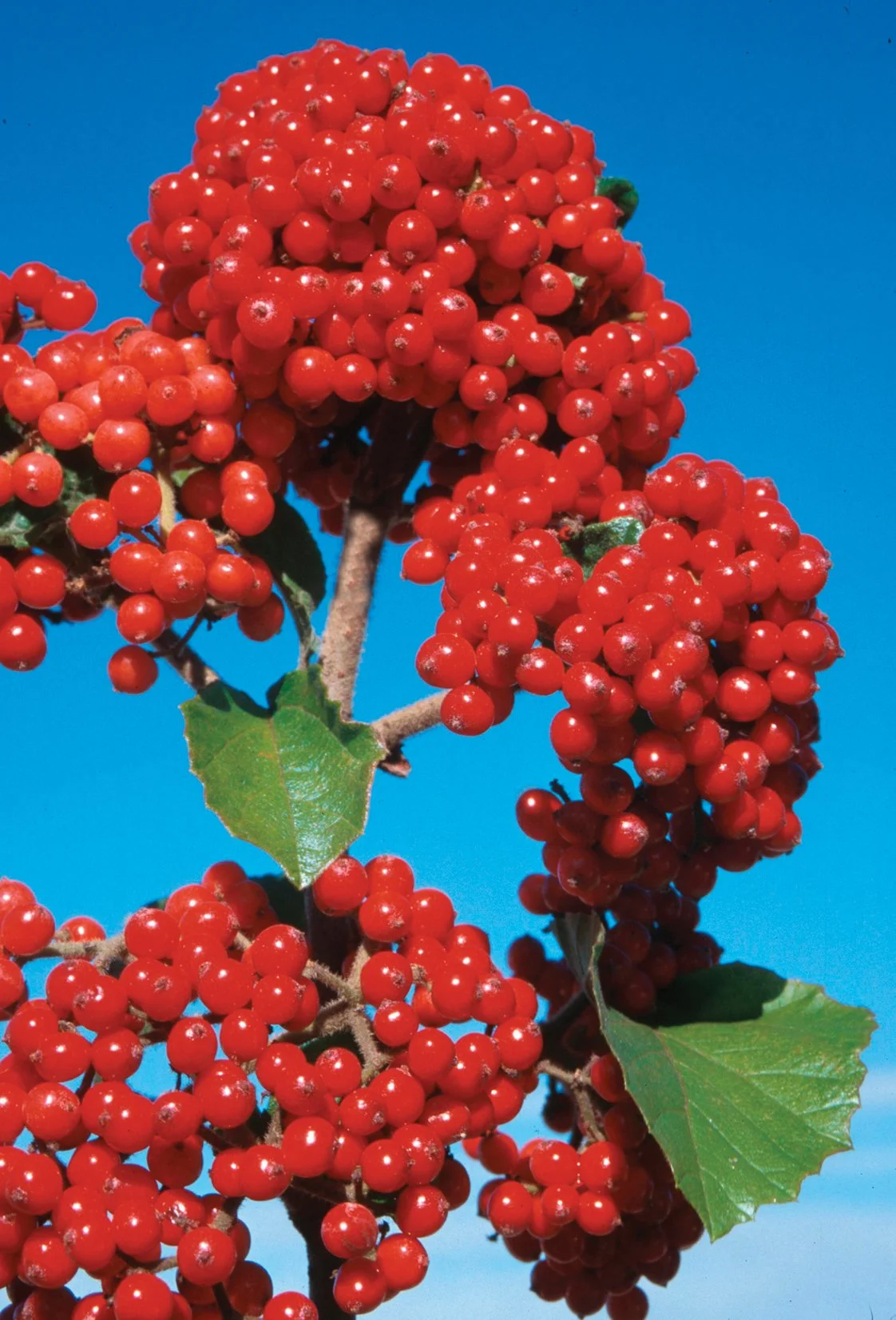 cardinal_candy_viburnum-3.jpg