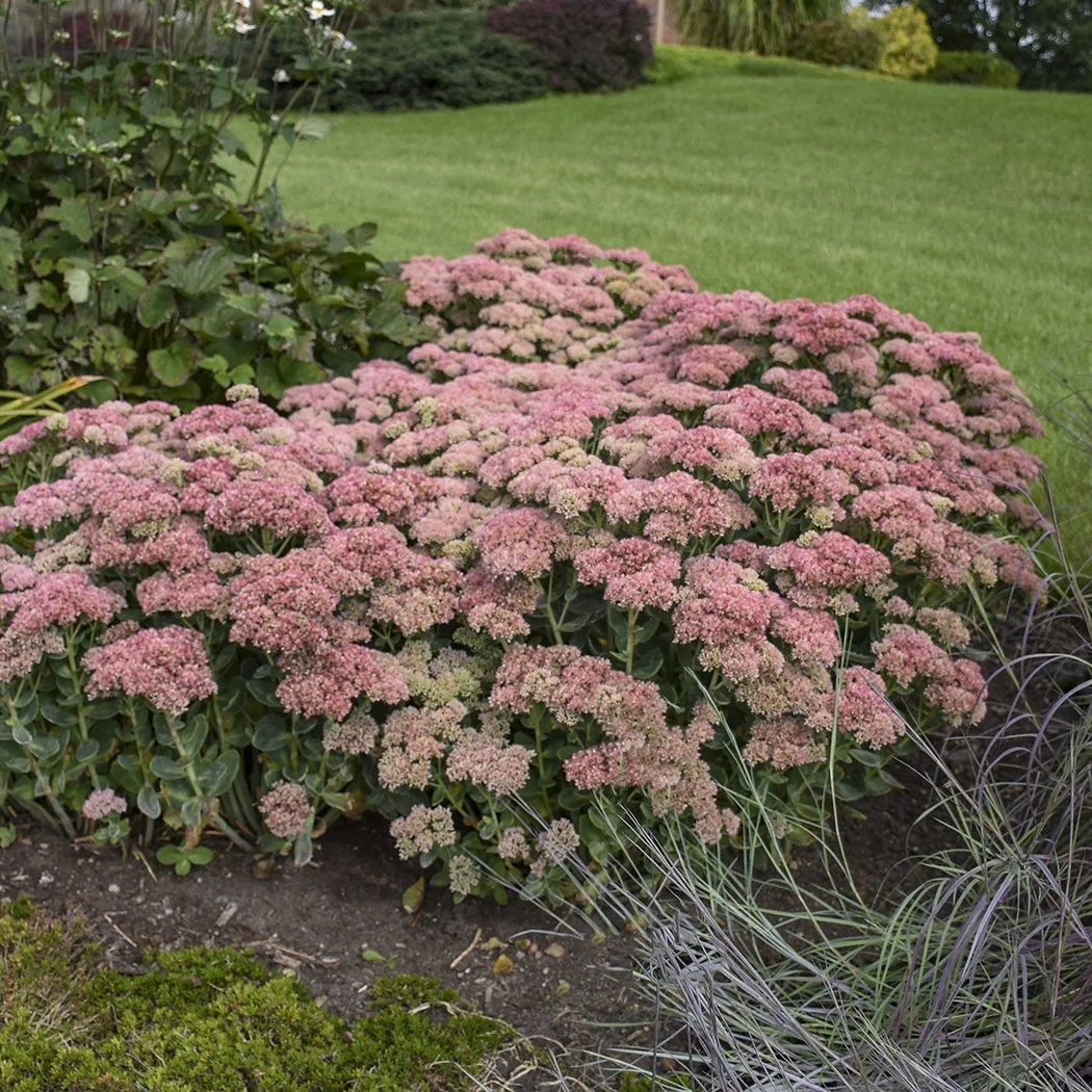 Sedum 'Autumn Joy' ('Herbstfreude') 0001 high res.jpg