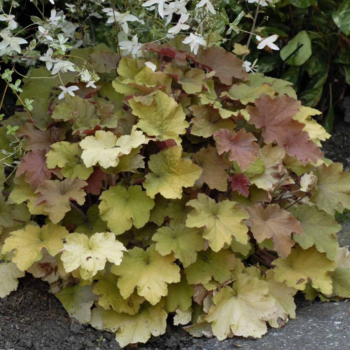 Heuchera 'Caramel' PP16560 0003 high res.jpg
