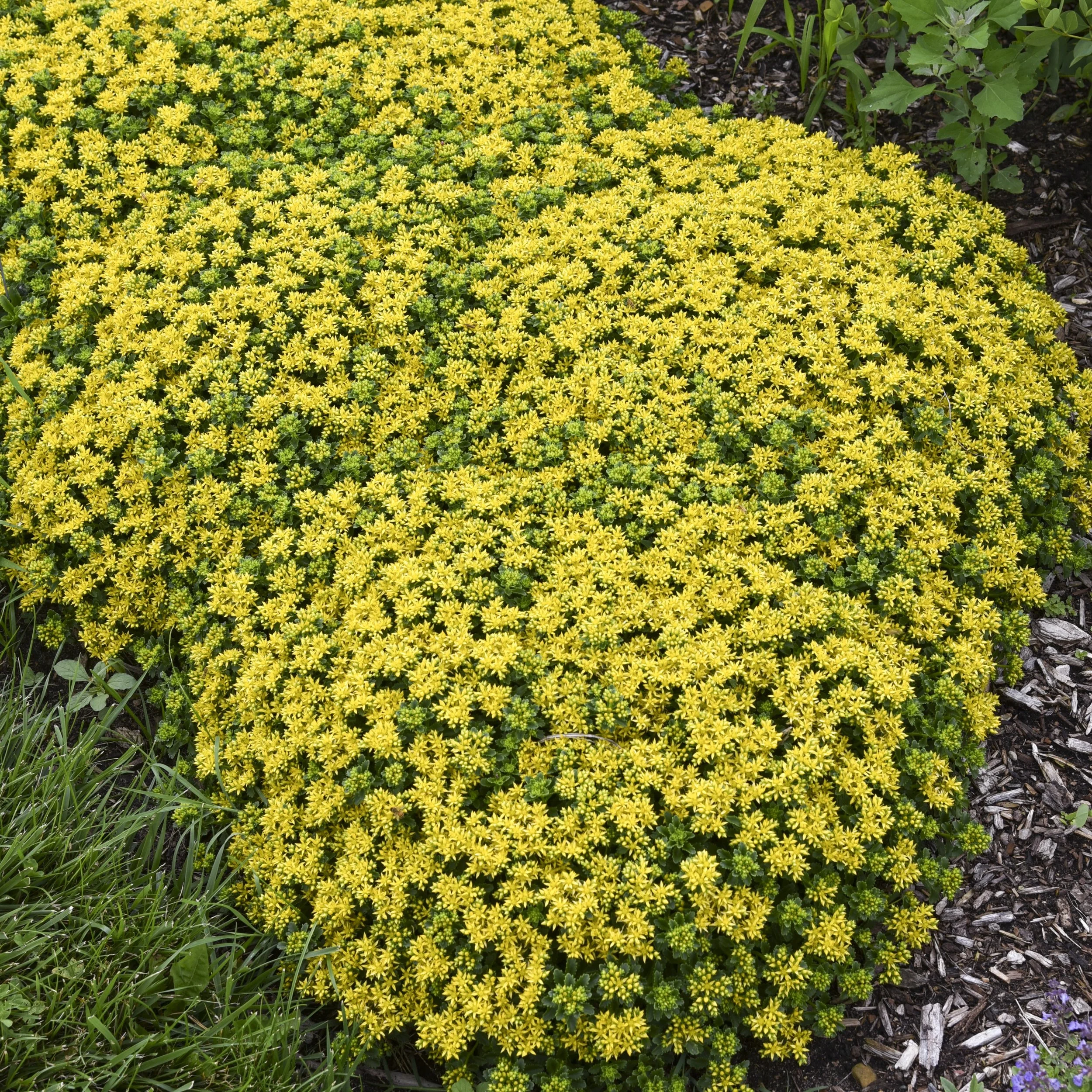 Sedum 'Little Miss Sunshine' PP30039 0000 high res.jpg