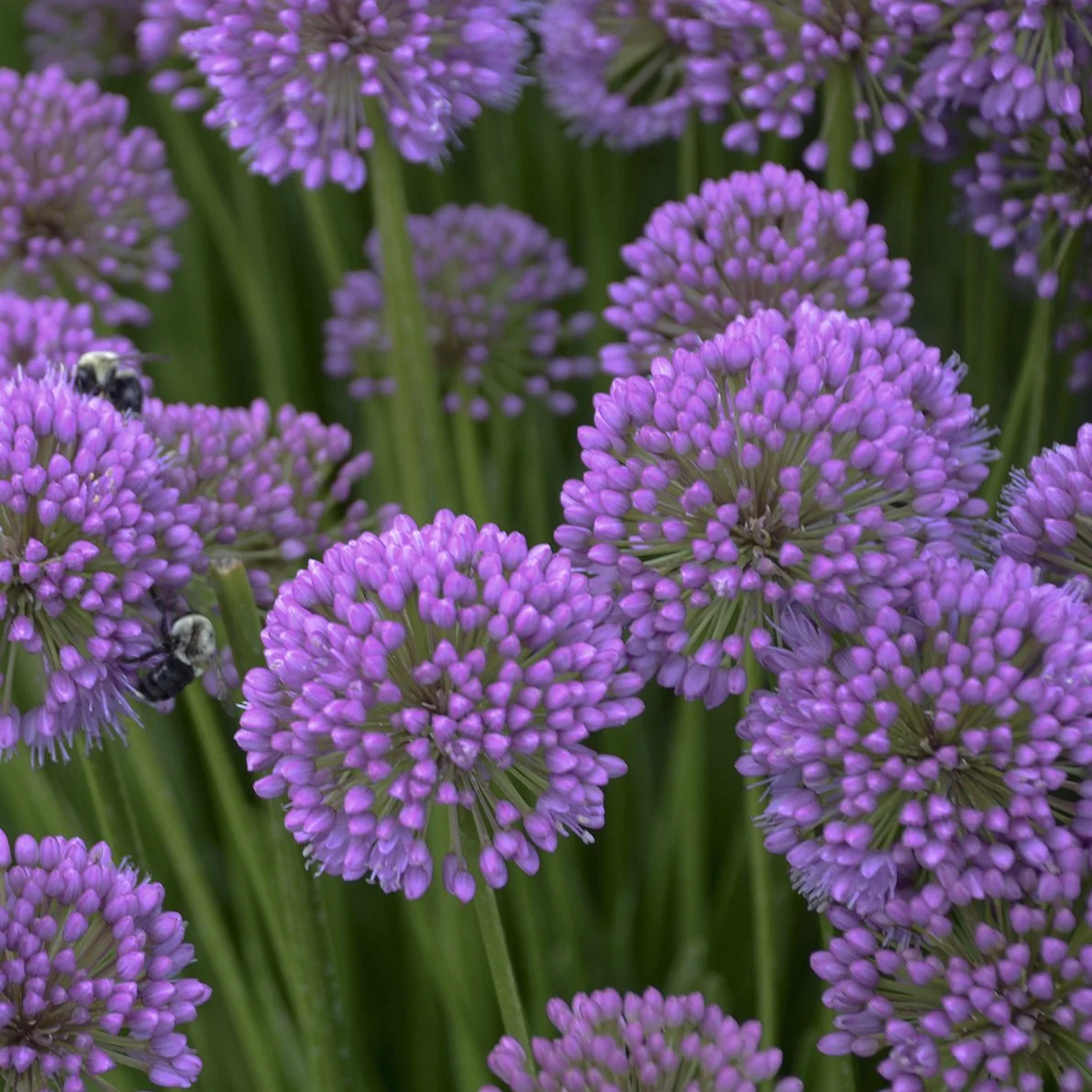Allium x 'Millenium'