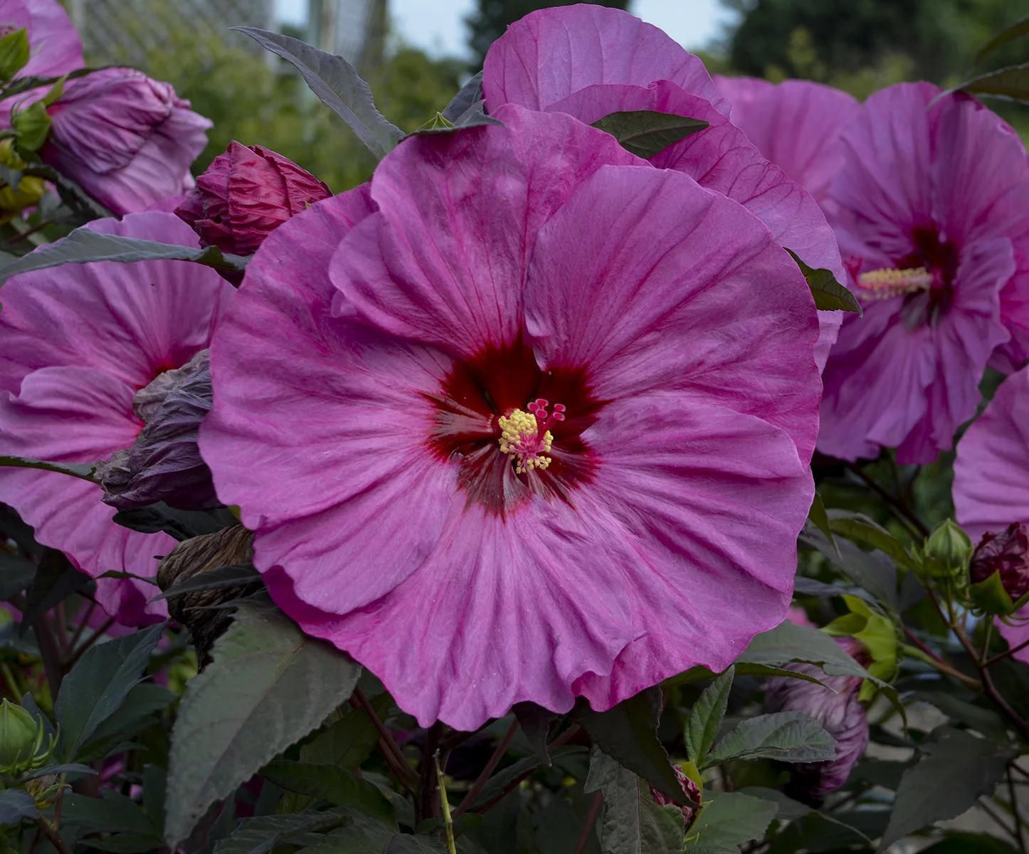 Hibiscus x 'Berry Awesome'