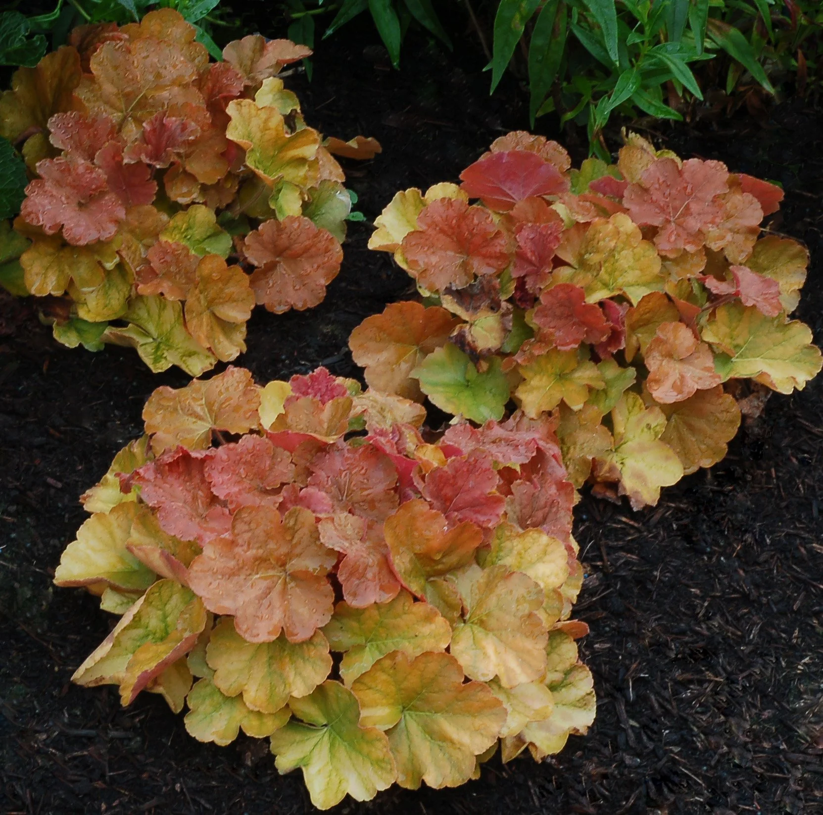 Heuchera-Northern-Exposure-Amber-3.jpg