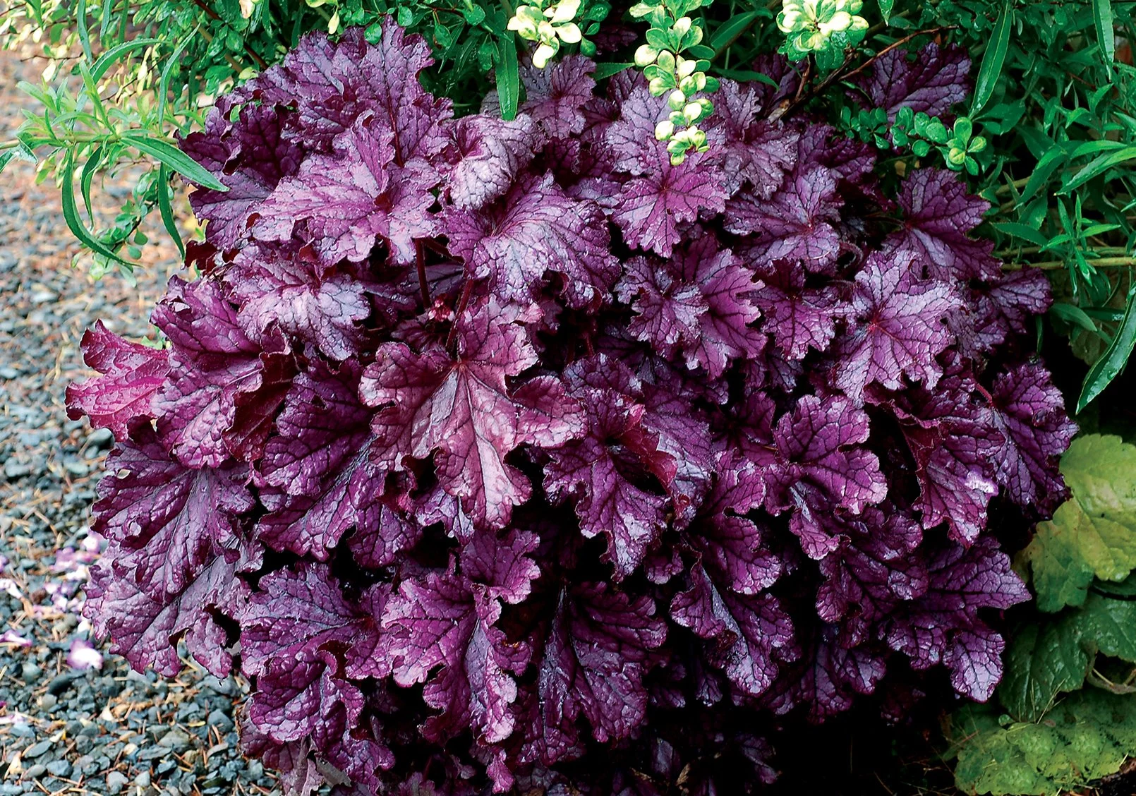 Heuchera-Forever-Purple-9.jpg
