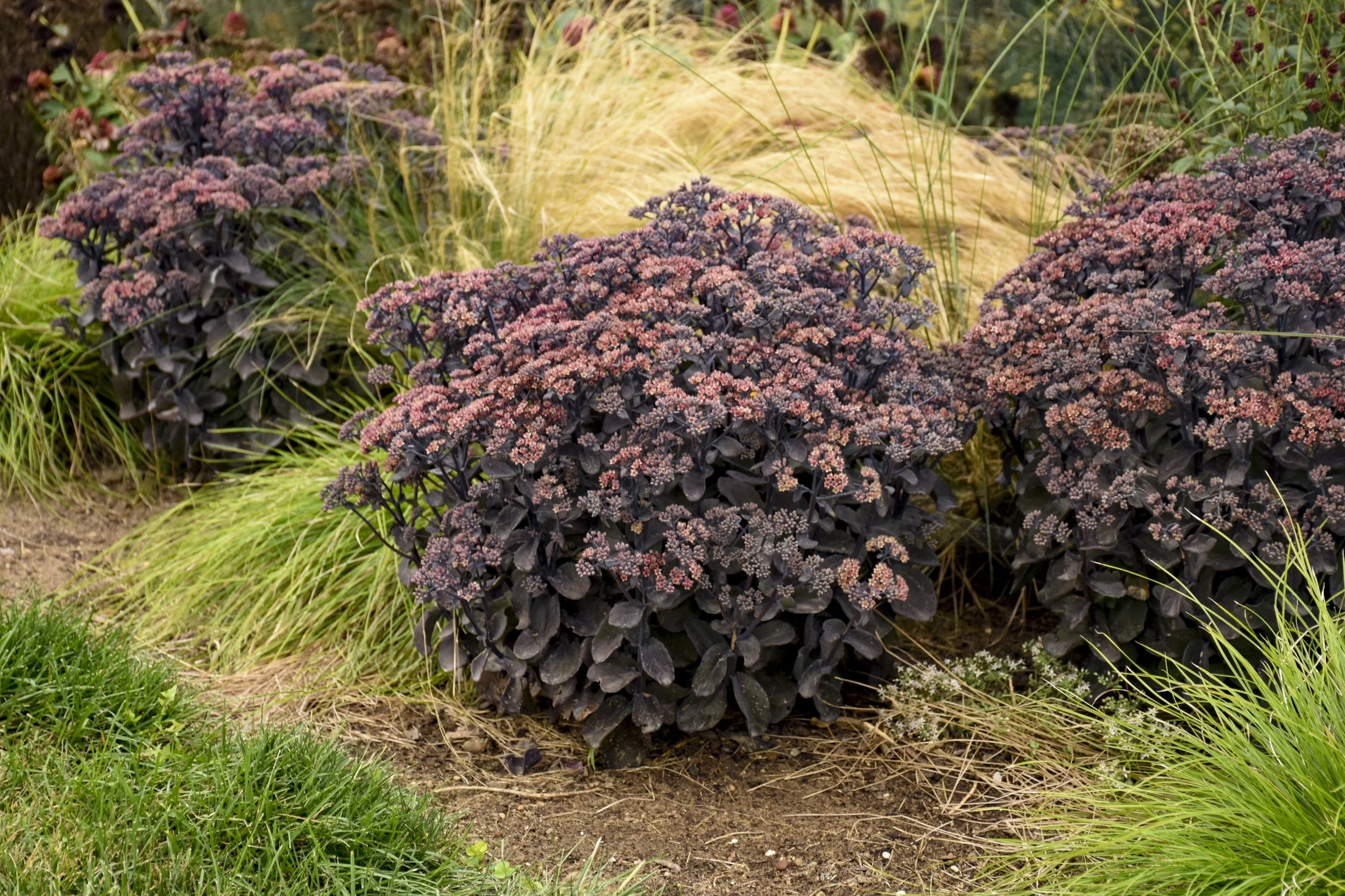 sedum_back_in_black_cjw20_16.jpg