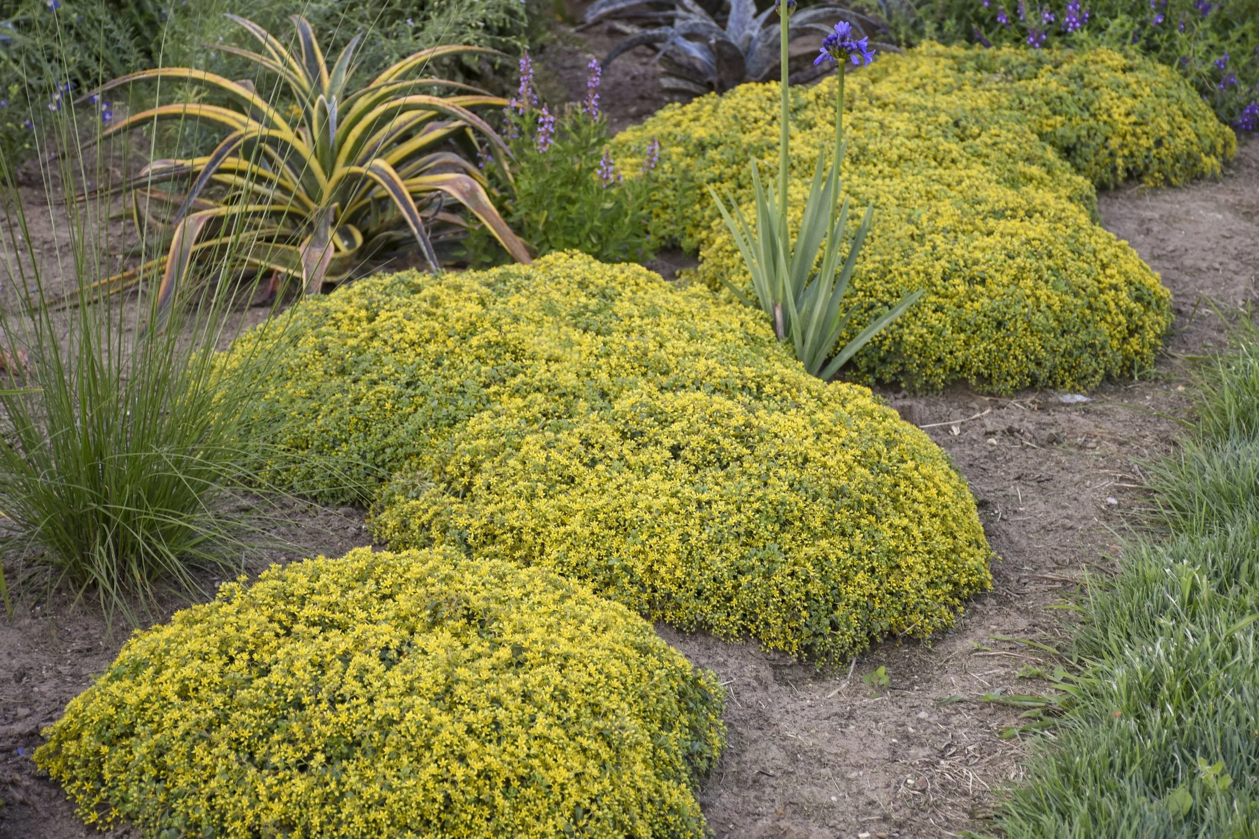 Sedum x 'Yellow Brick Road'