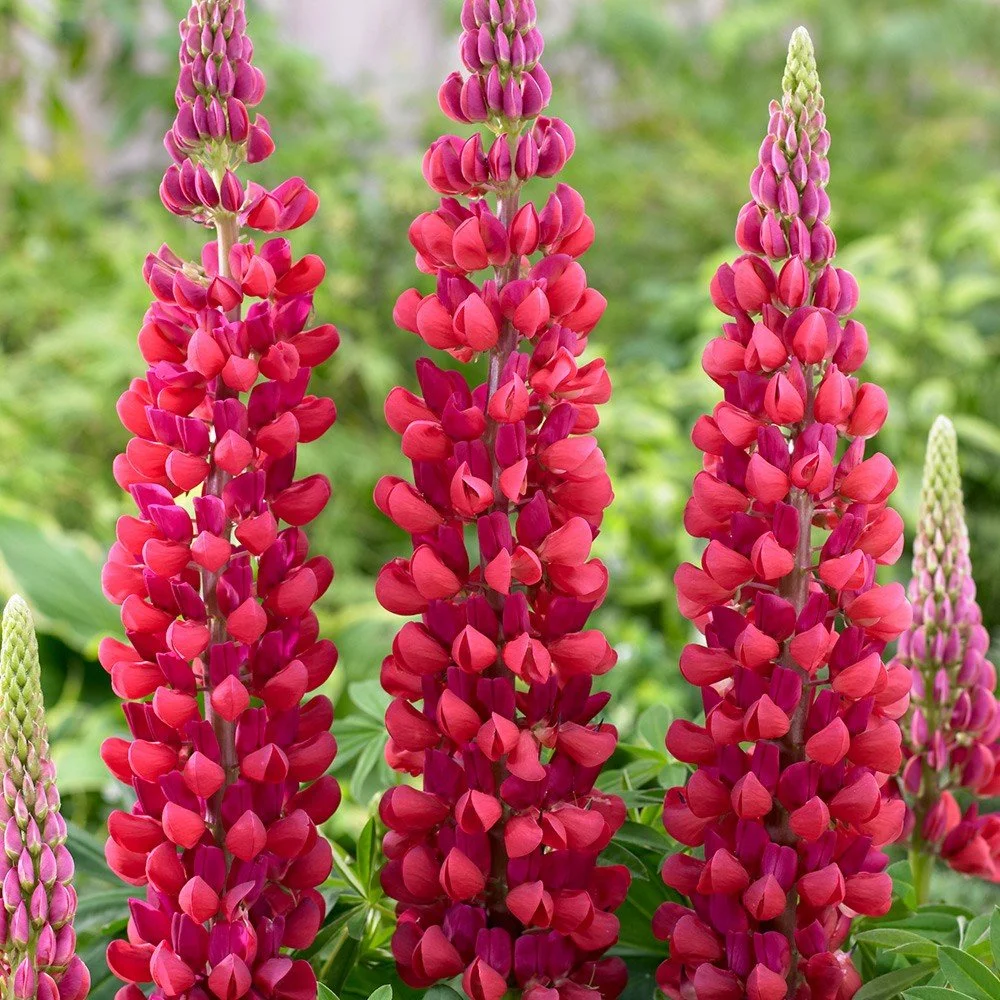 Lupinus polyphyllus 'Red Rum'