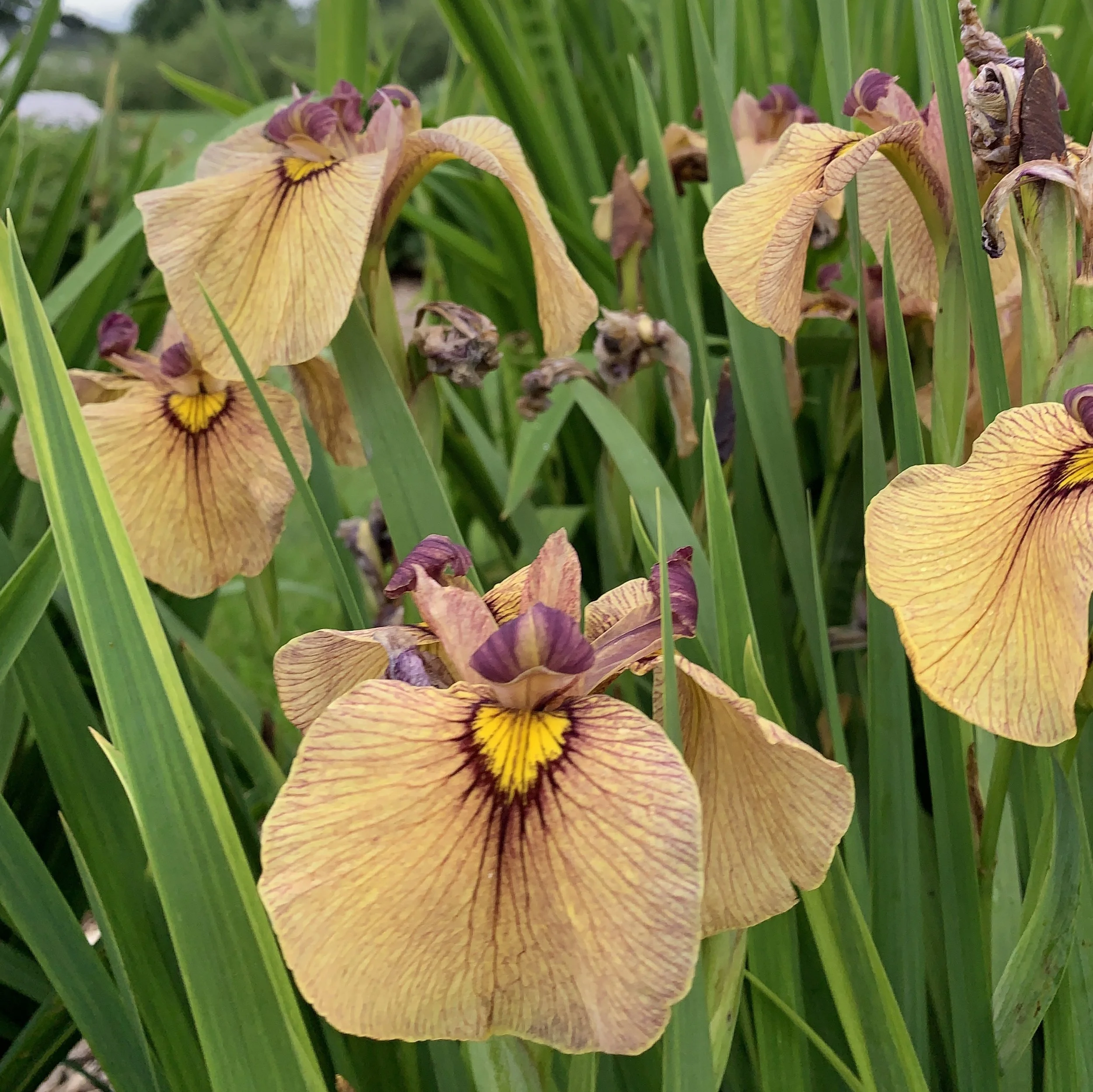 Iris pseudata 'Night Thunder' ('Yarai') 0001 high res.jpg