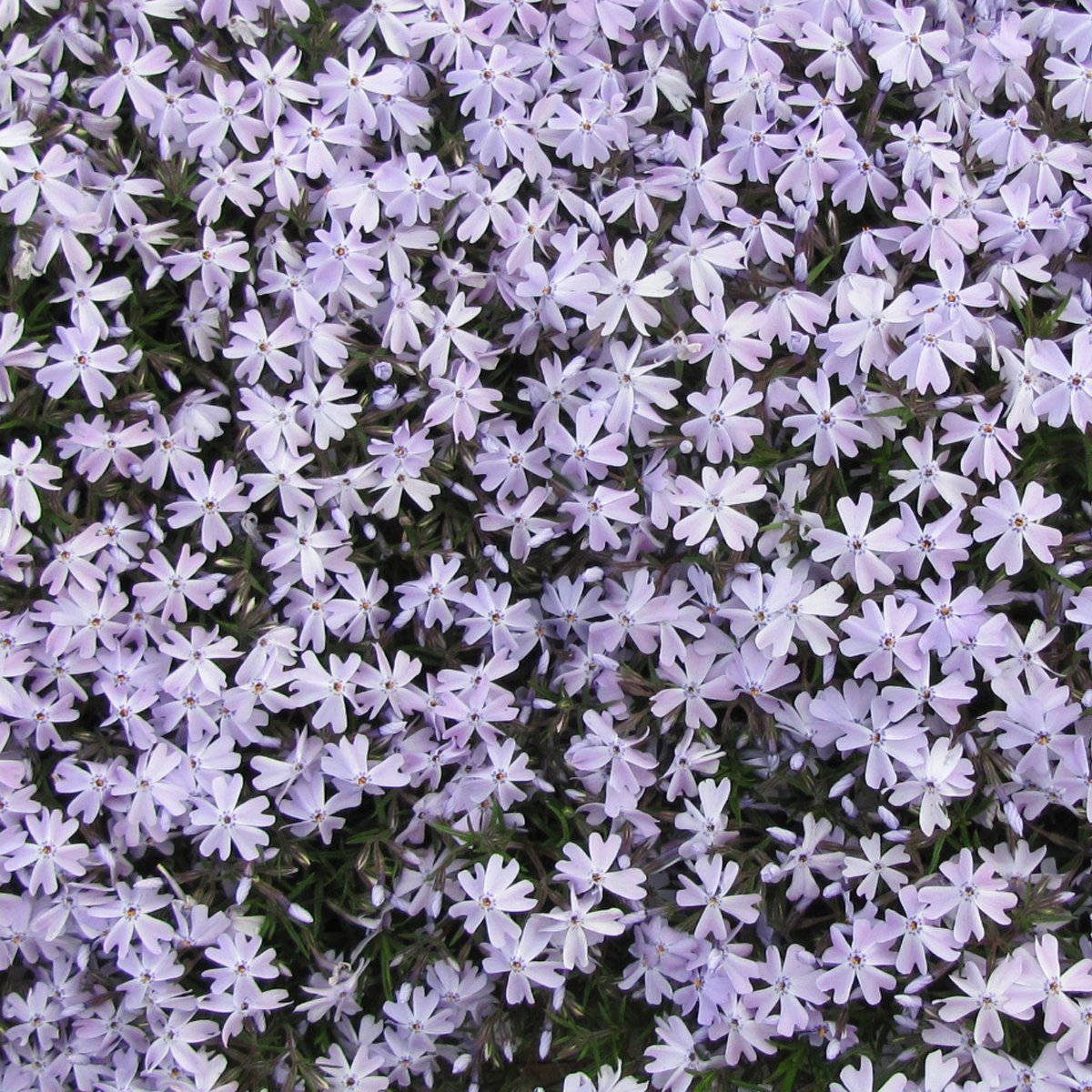 Phlox subulata 'Blue Emerald' 0001 high res.jpg